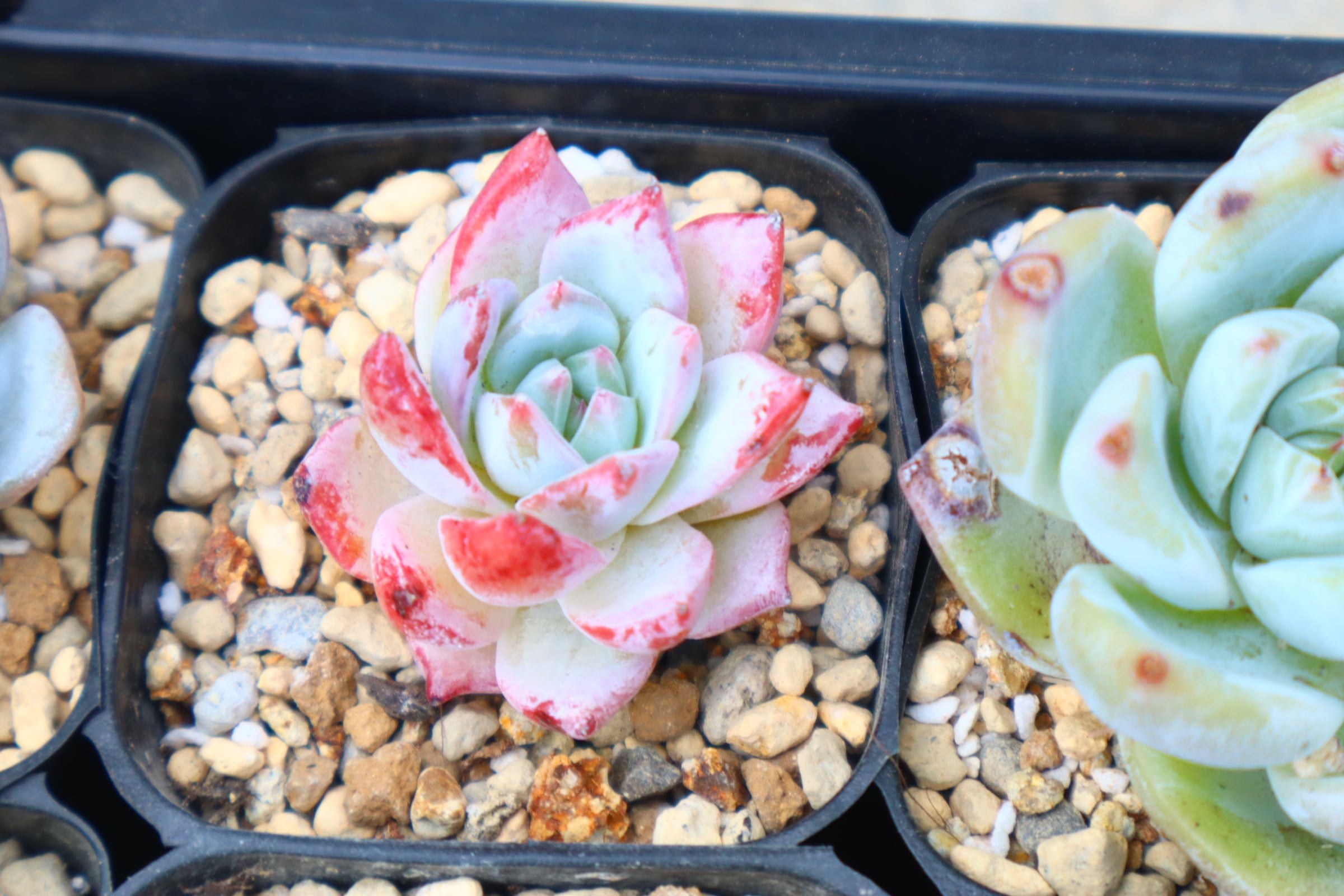 アエオニウム・魅金ローズ錦 約15cm | 二代目大和高原の多肉屋