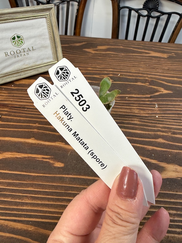 ★2503【やさしさ宿る】ビカクシダ　ハクナマタタspore（2号ポット）