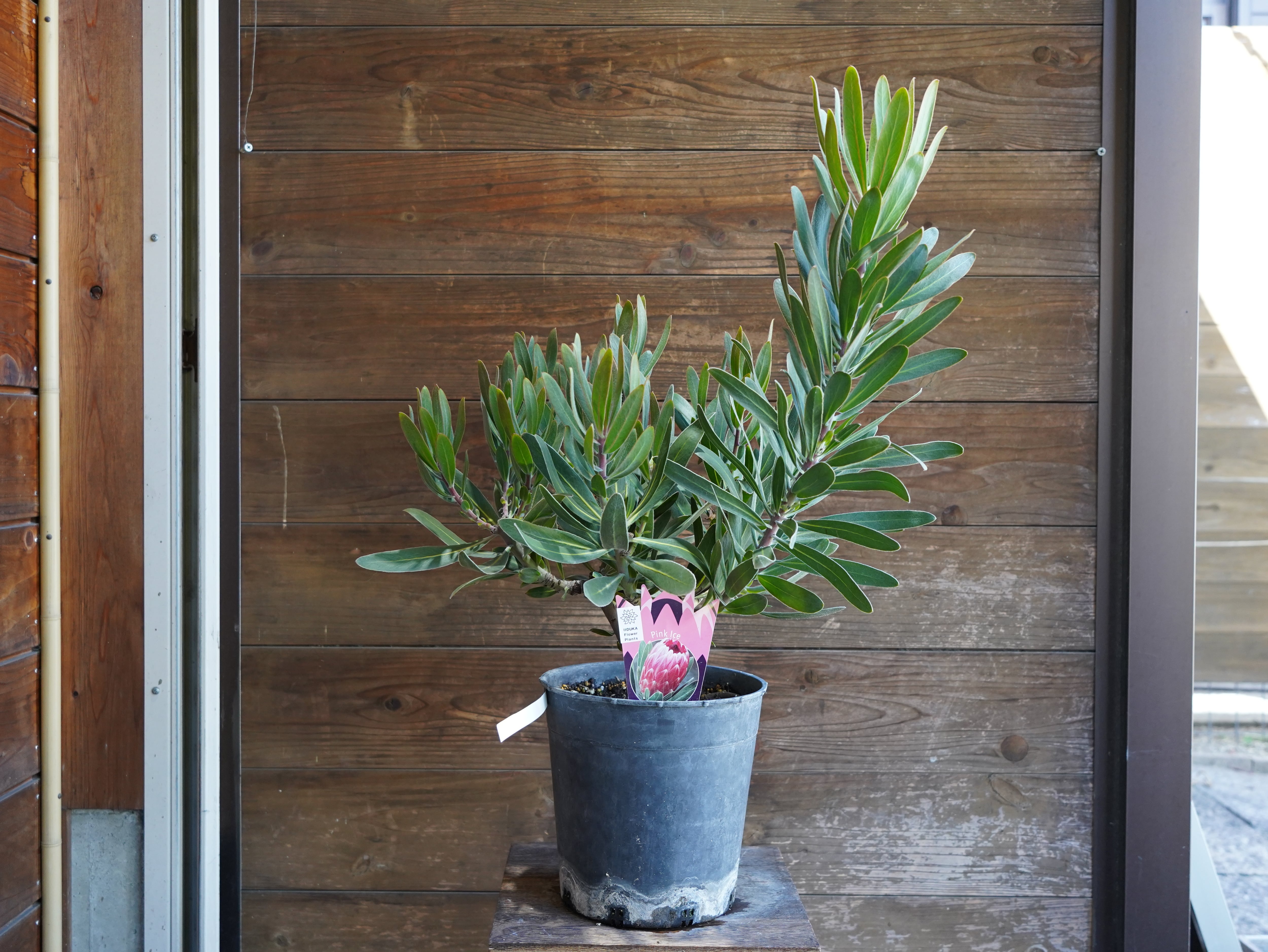 【現物】プロテア　”ピンクアイス”