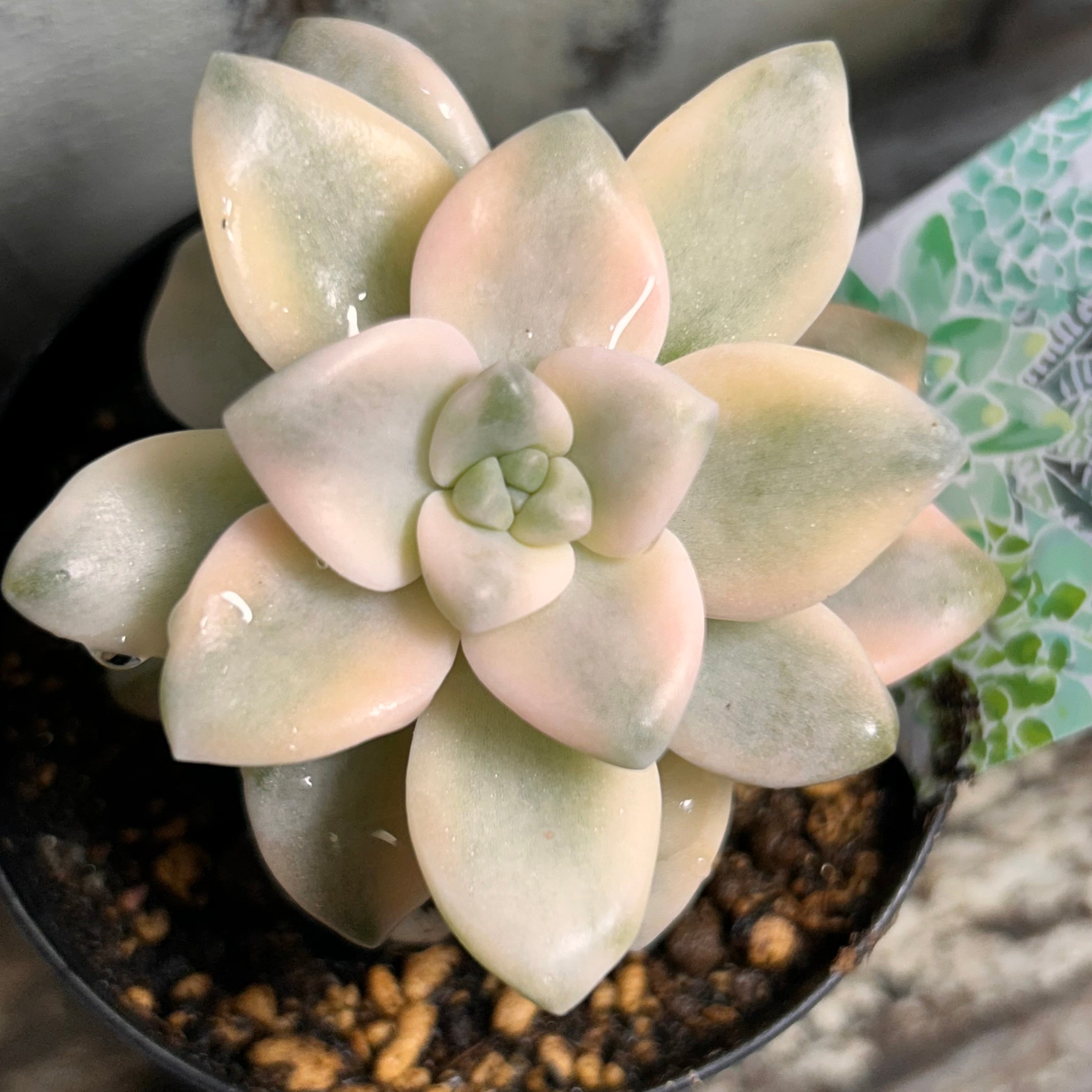 高級種❧原始ロンギシマ錦、エボニー錦、ピンク蝶錦　アッシ錦 高級種❧原始ロンギシマ錦、エボニー錦、ピンク蝶錦 アッシ錦