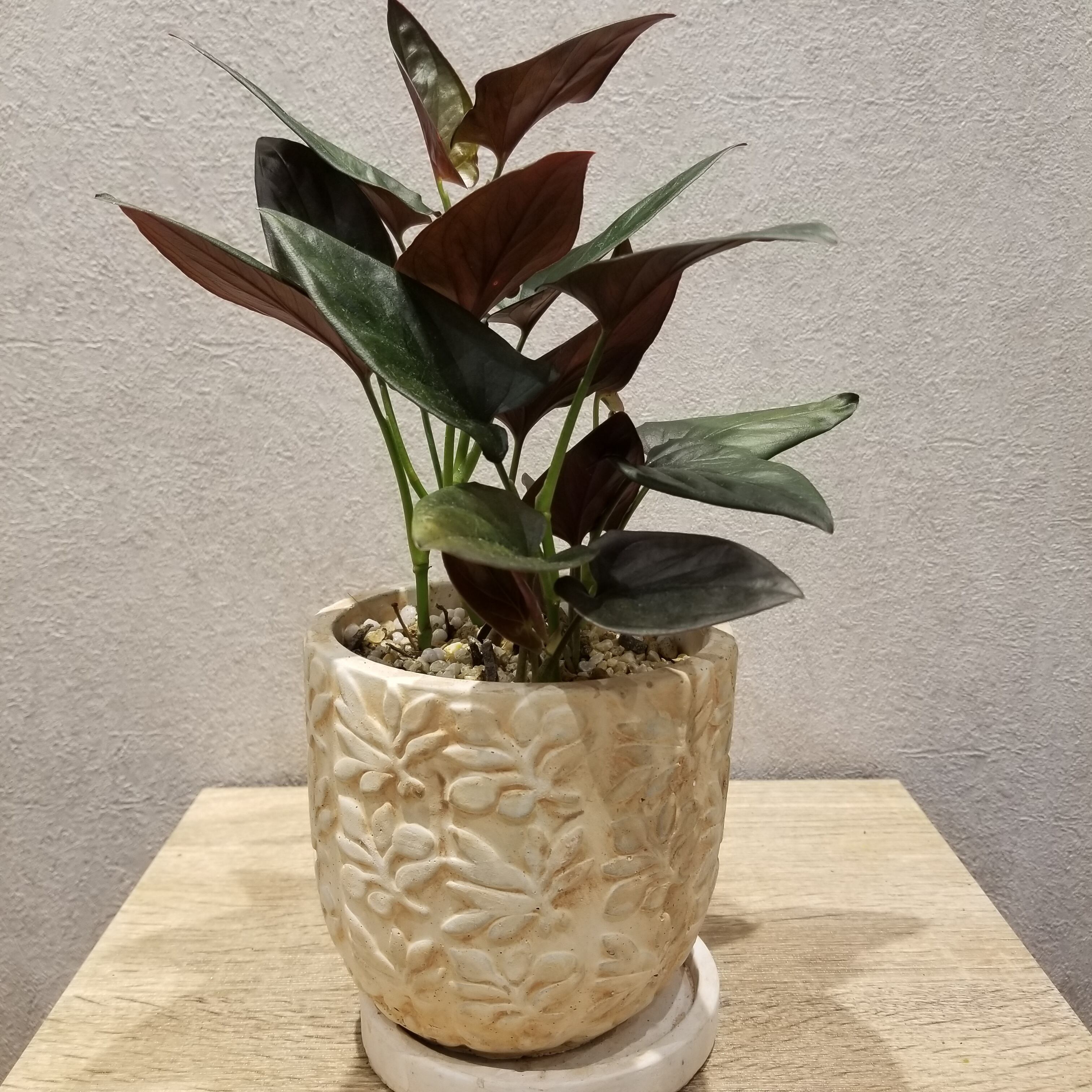 一点もの シンゴニウム チョコレート 観葉植物 サトイモ科 シンゴニューム エリスロフィルム つる性 個性的 稀少 陶器 ギフト お祝い フラワーギフト専門店 Conoka Online Shop お花や観葉植物で記念日を彩る