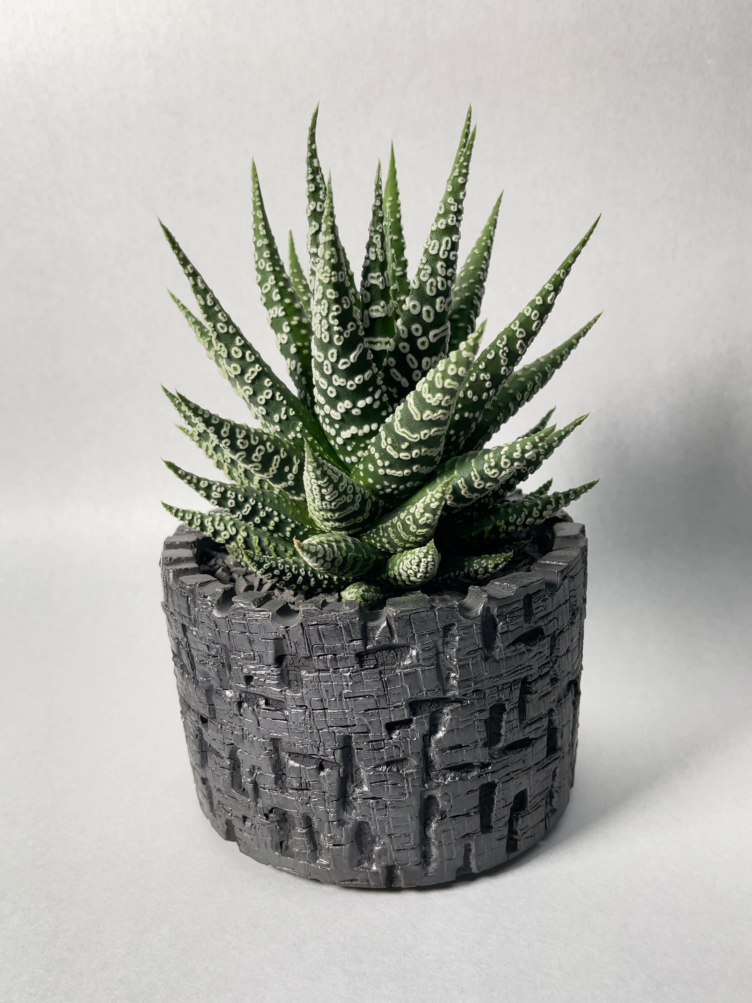 多肉植物 ハオルチア 星波 ハオルチア・冬の星座hyb. | trigger 多肉植物 ハオルチア 星波 ハオルチア・冬の星座hyb. | trigger