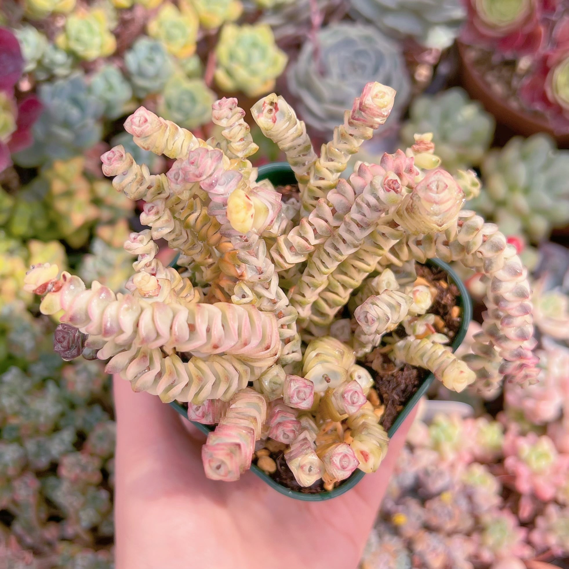 現品　ファンタジー錦#F058　るる農園