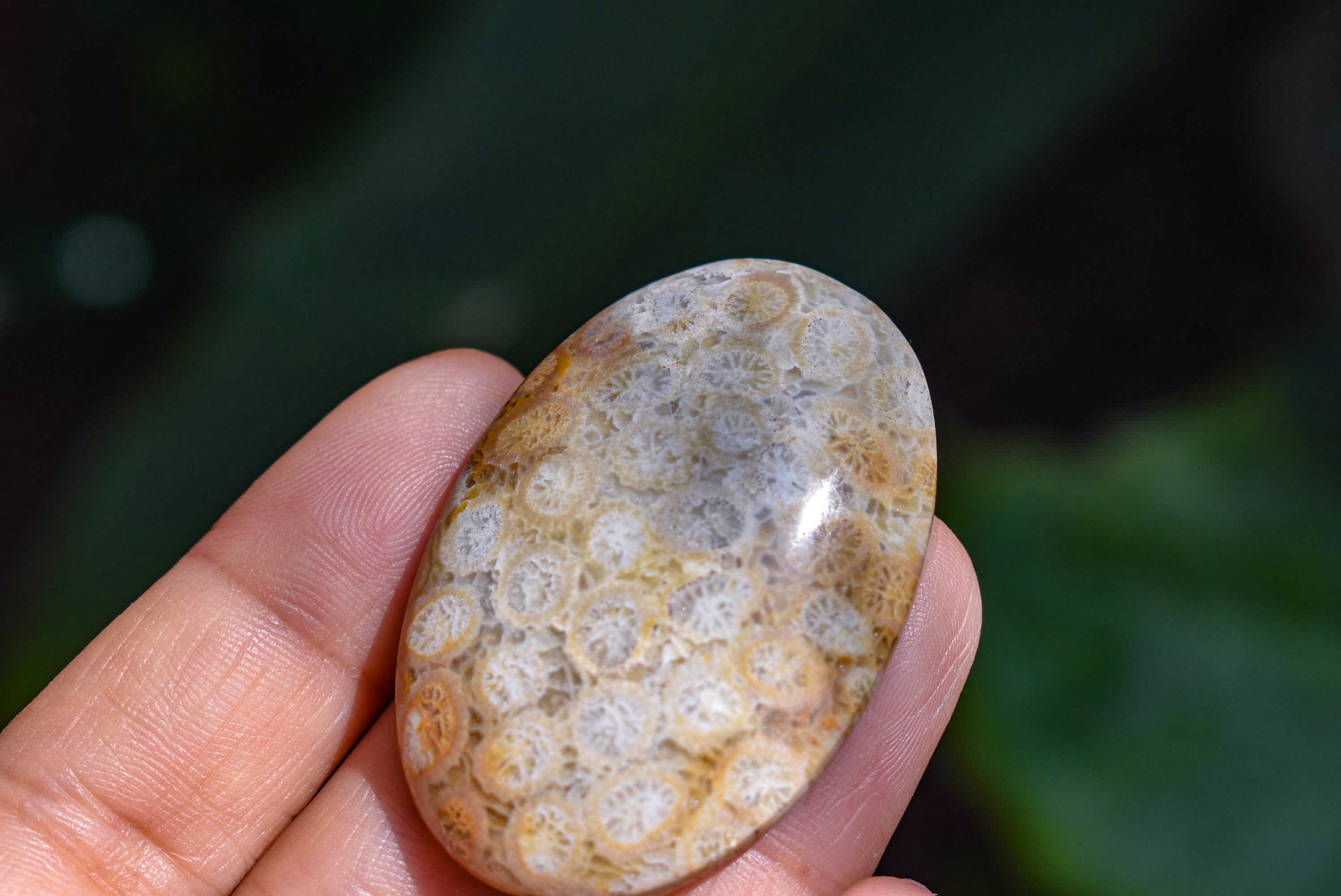 フォッシルコーラル ルースfo003 | Funky garuda Stone (ファンキー