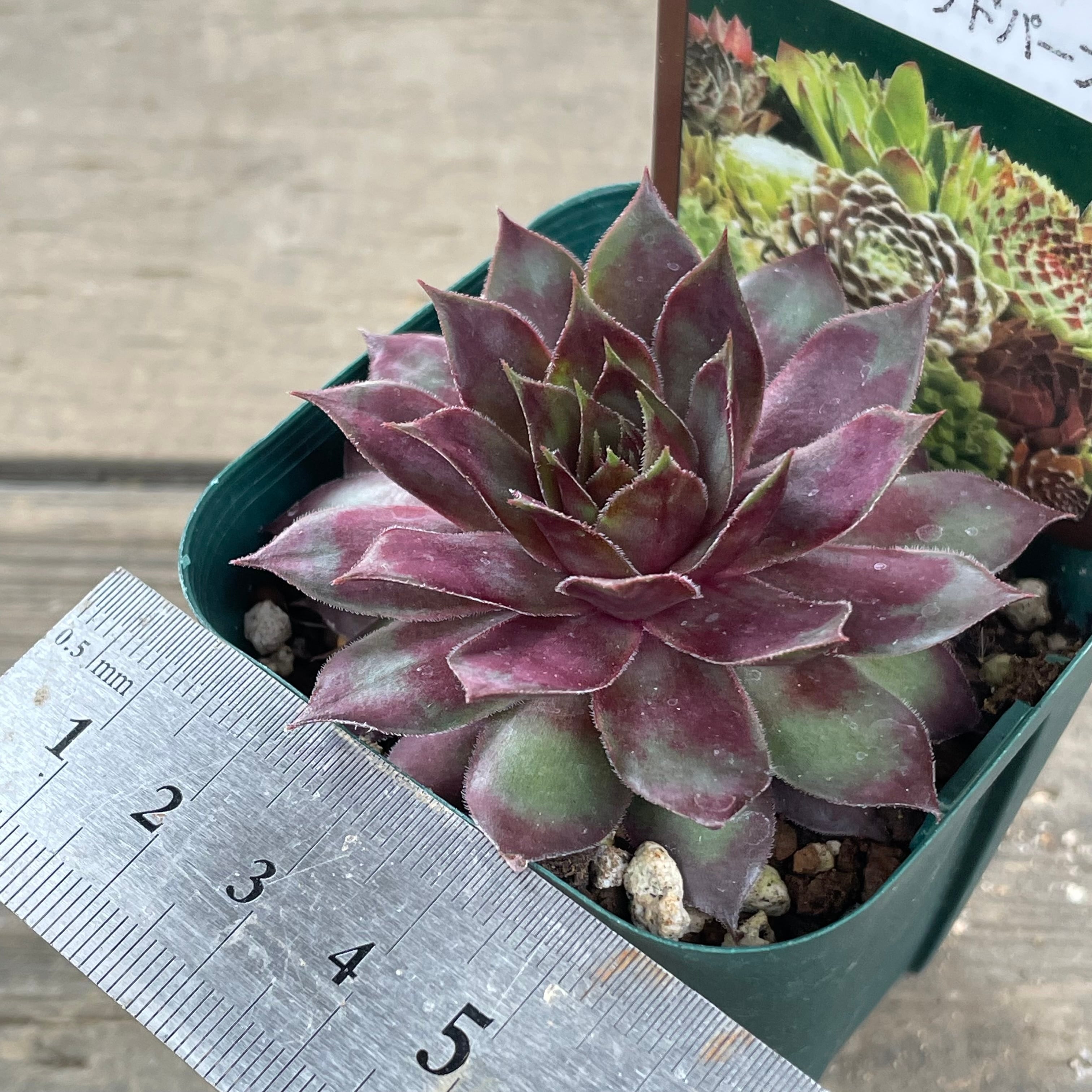 テクトラムレッドパープル センペル | RuPo 多肉植物専門店