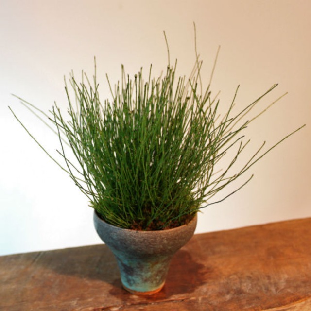 草物盆栽 姫砥草 ヒメトクサ 盆栽と山野草の植物店 八百日 ヤオカプランツ