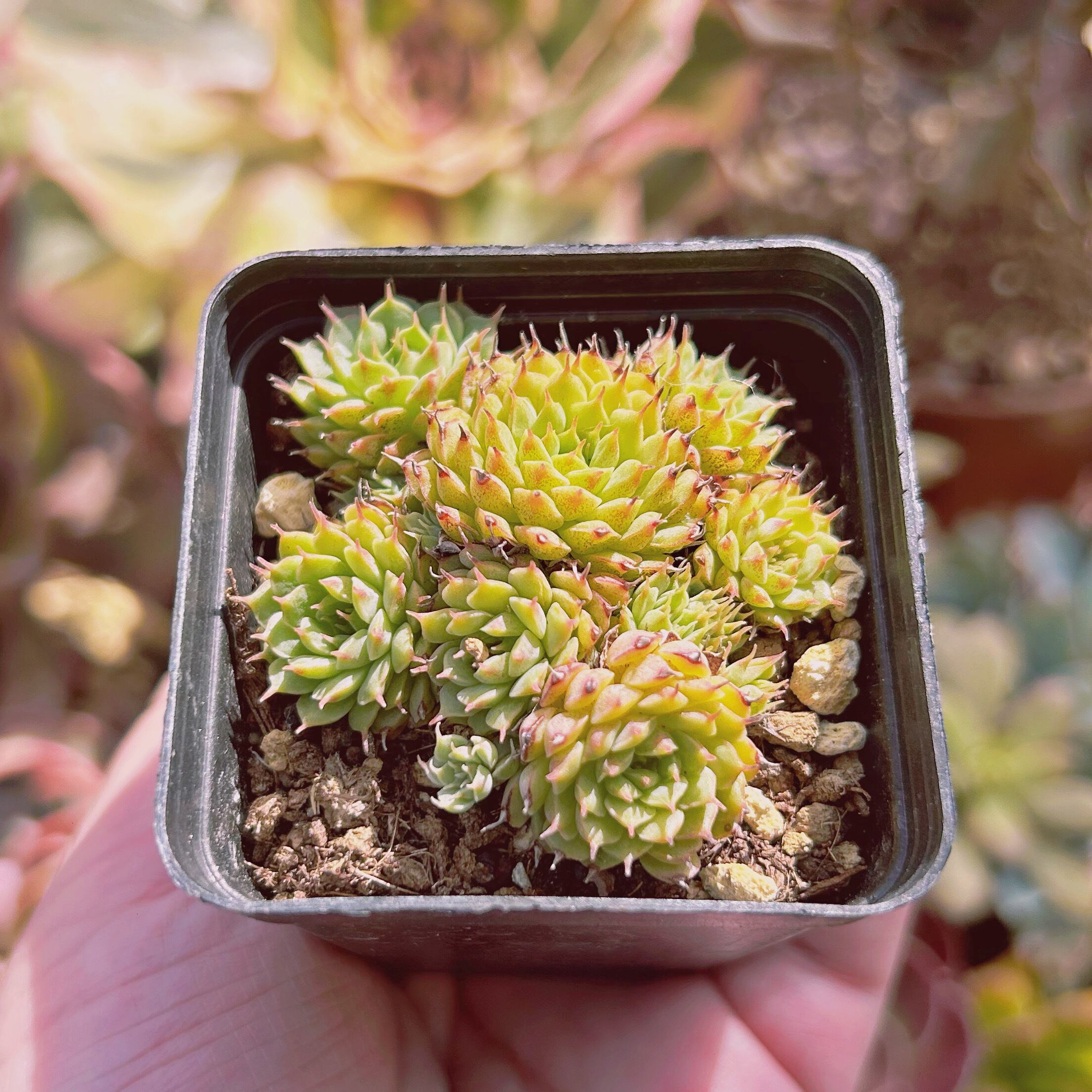 現物　多肉植物　Echeveria 　ベッジホッグ　抜き苗