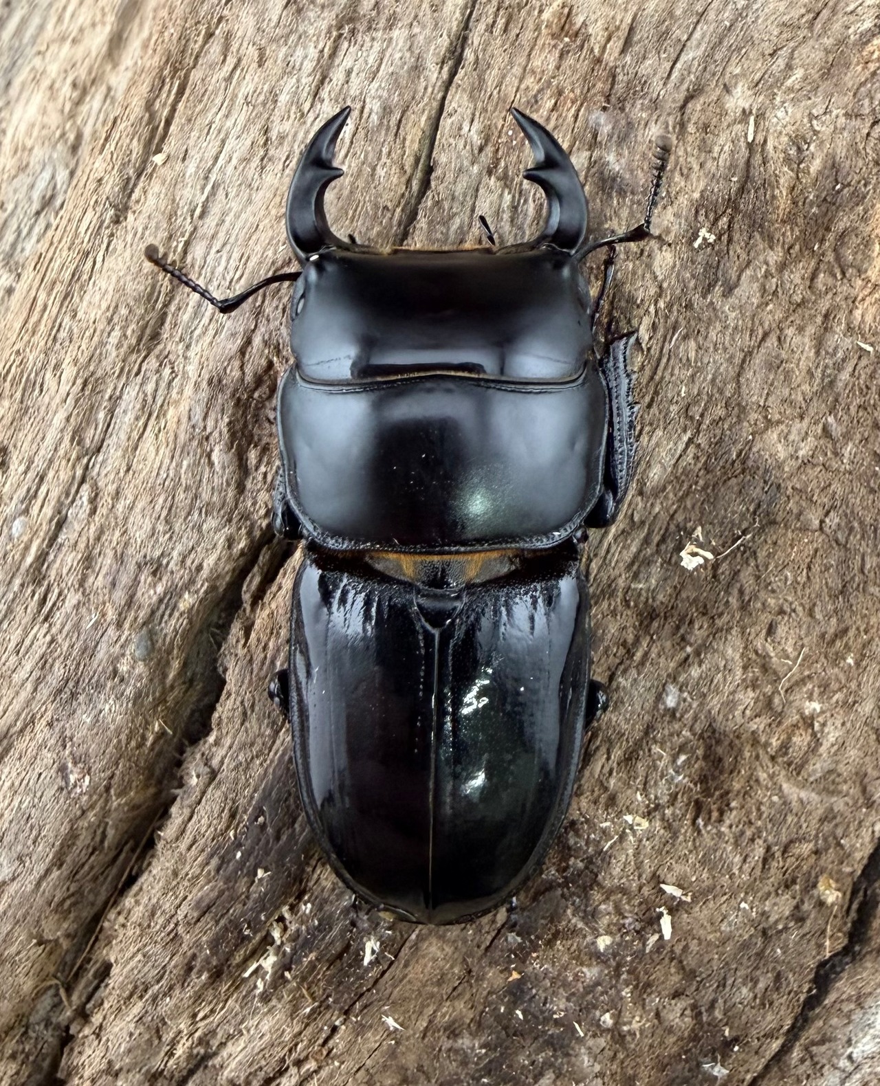 《スキットオオクワガタ 35mm ペア》