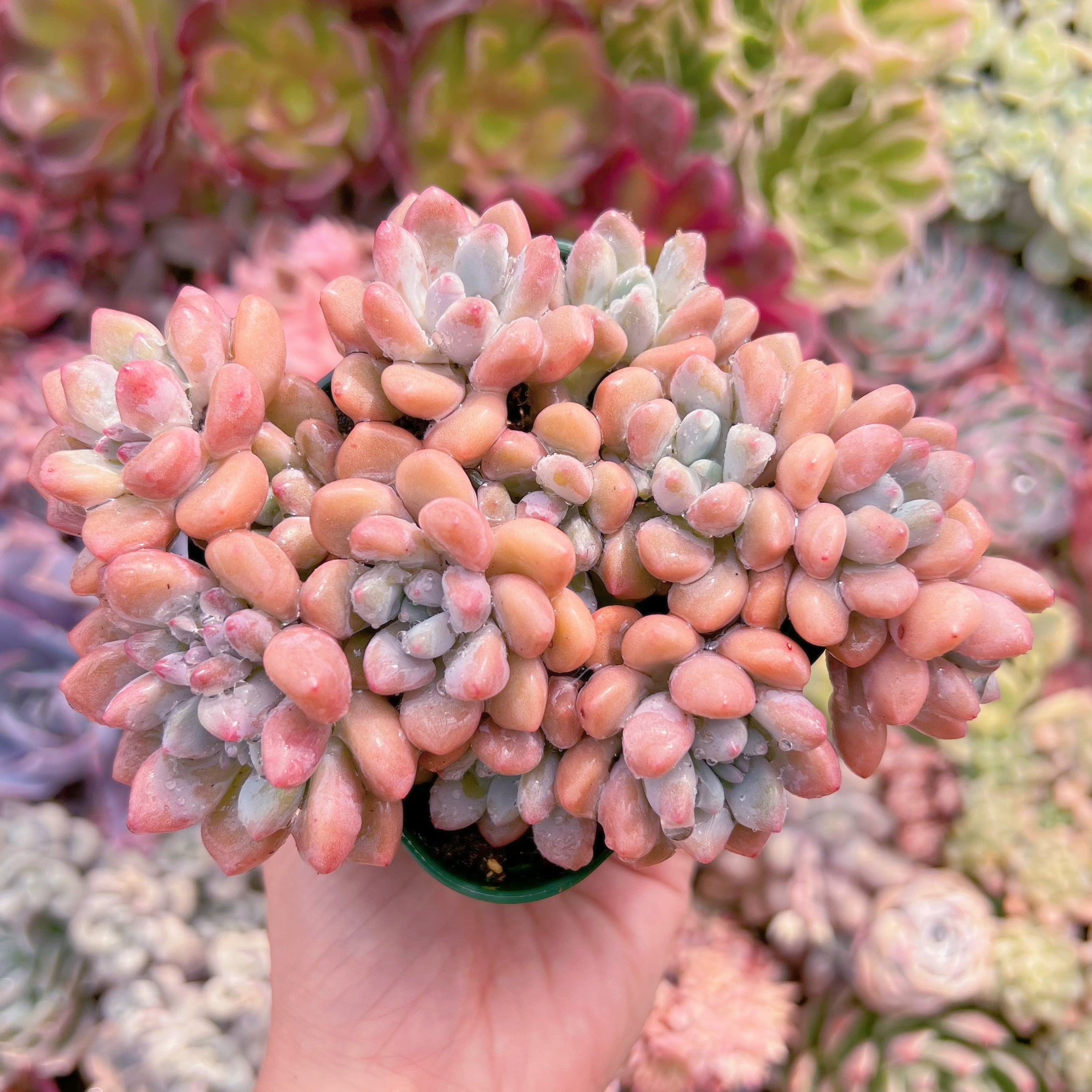 現品　ラブリーディア#758　新入荷　るる農園