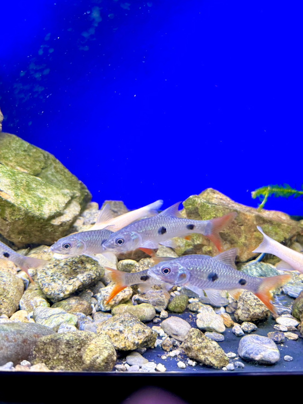 ハンパラアンパロング - 3