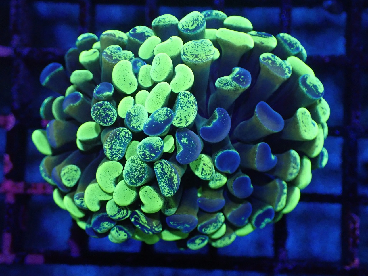 ParaAncora Hologram 1