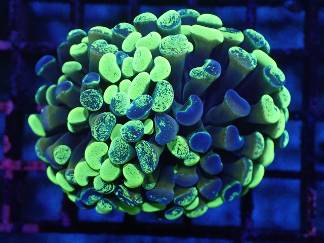 ParaAncora Hologram 1