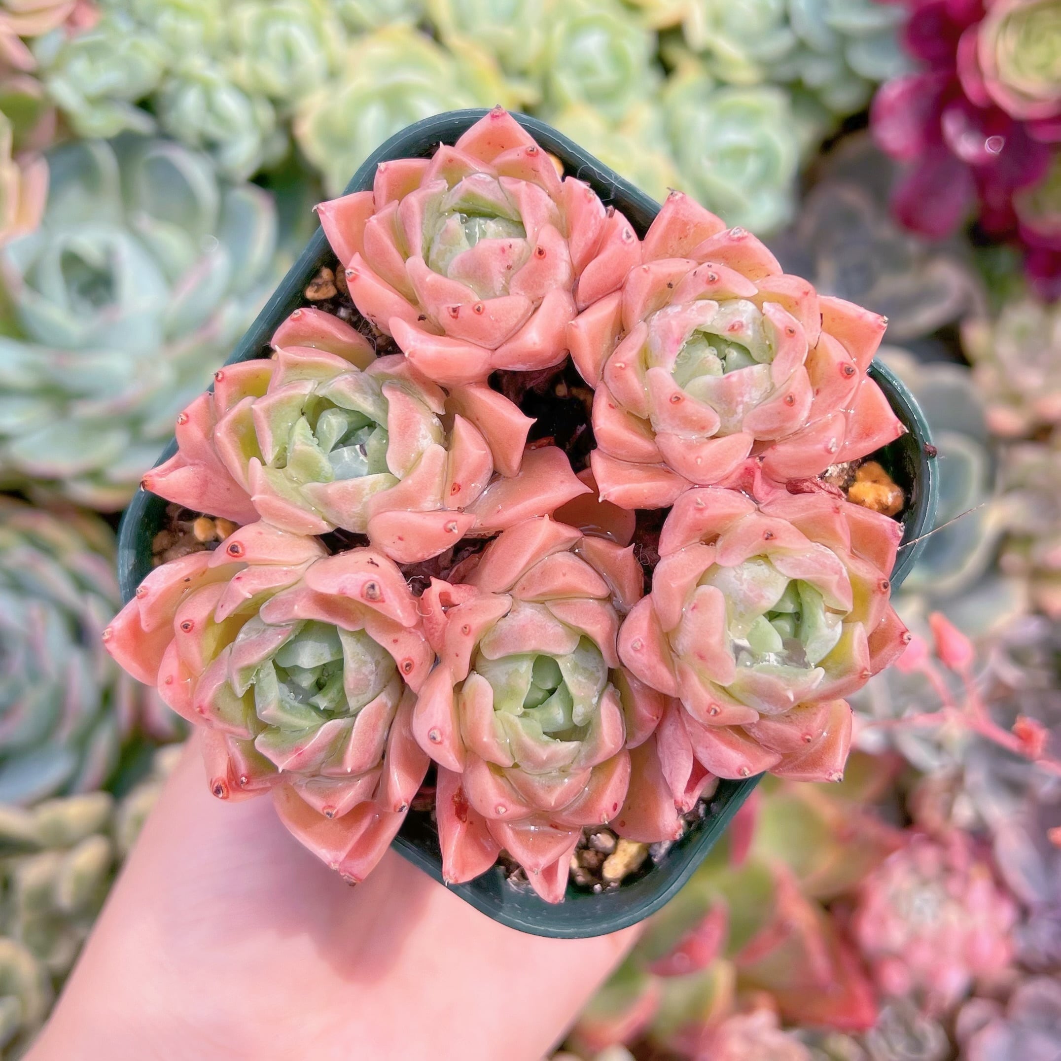 現品　Heart of Ocean#F062　るる農園