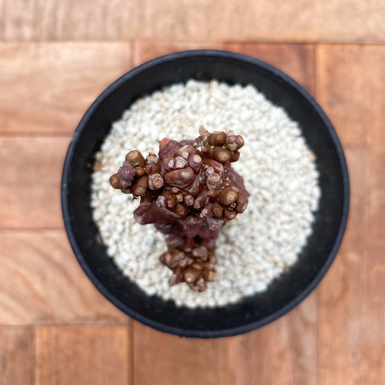 Othonna herrei【オトンナ・ヘレー・実生】