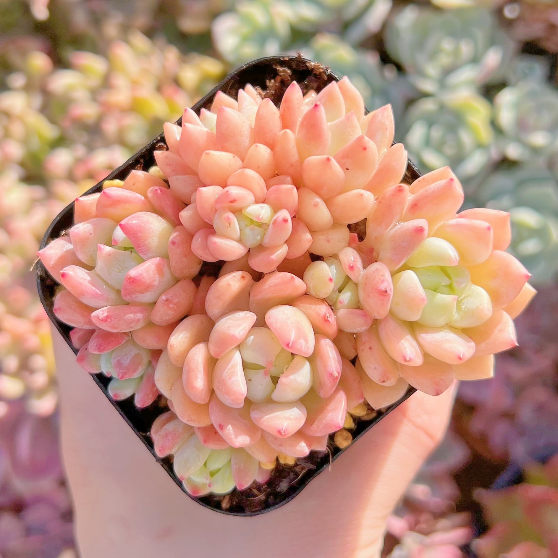 現品　プロリフェラxラウル#1159   るる農園