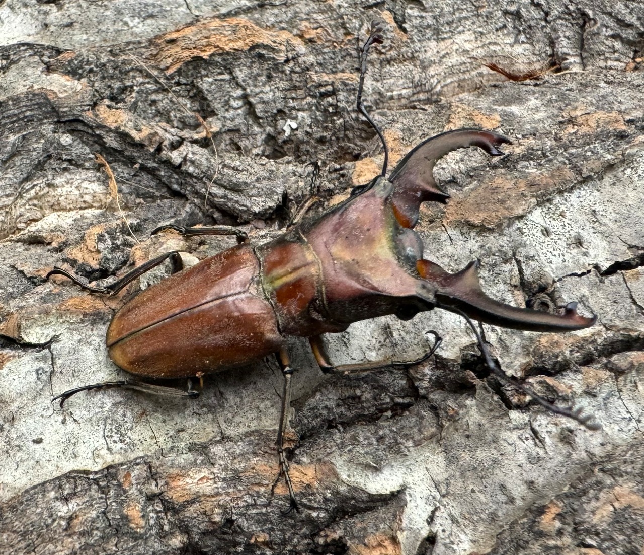 【WD】《ズベールホソアカ ミンダナオ産 46.5mm A'品ペア》