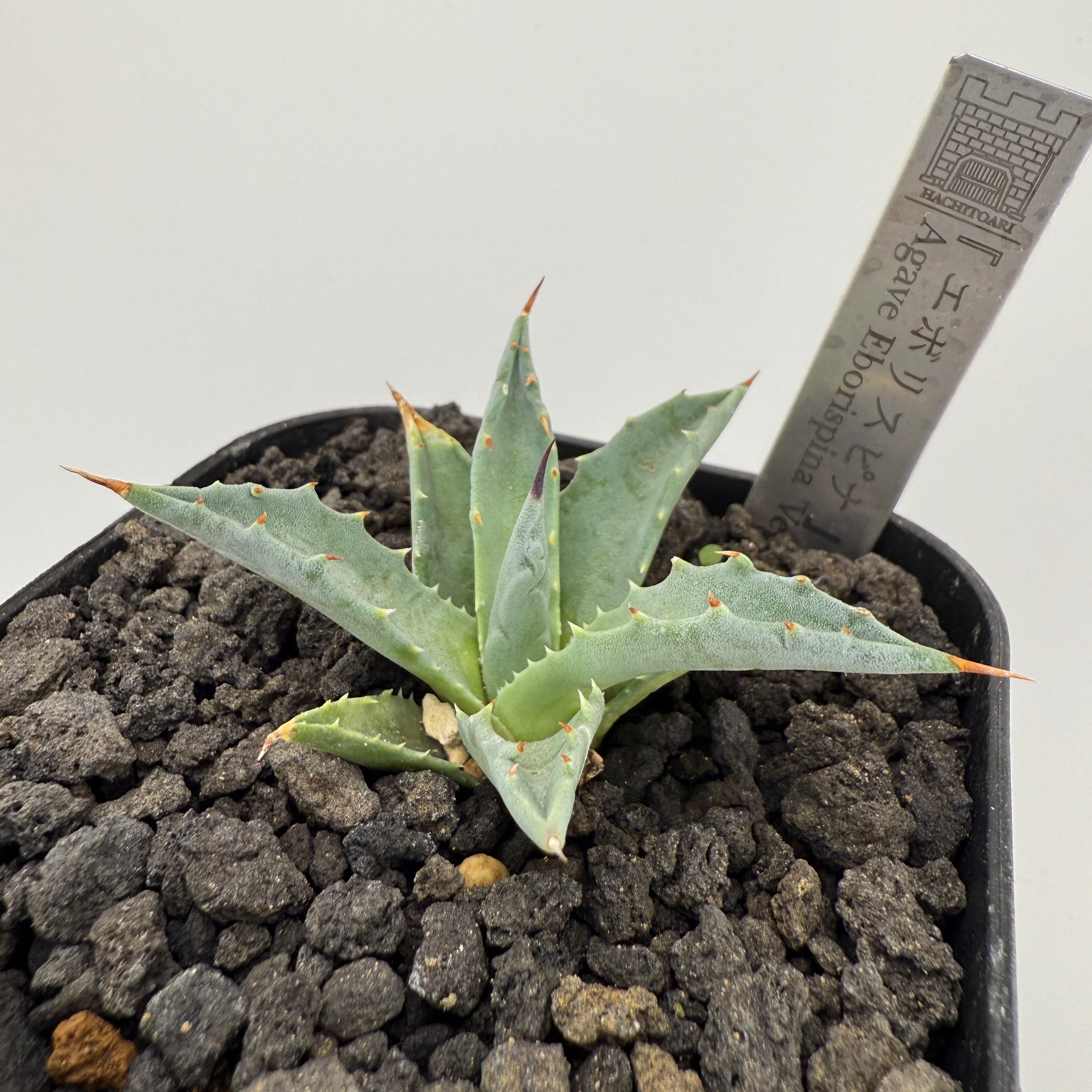 No.6 エボリスピナ Agave utahensis var. eborispina 'Vegas' | はちとあり