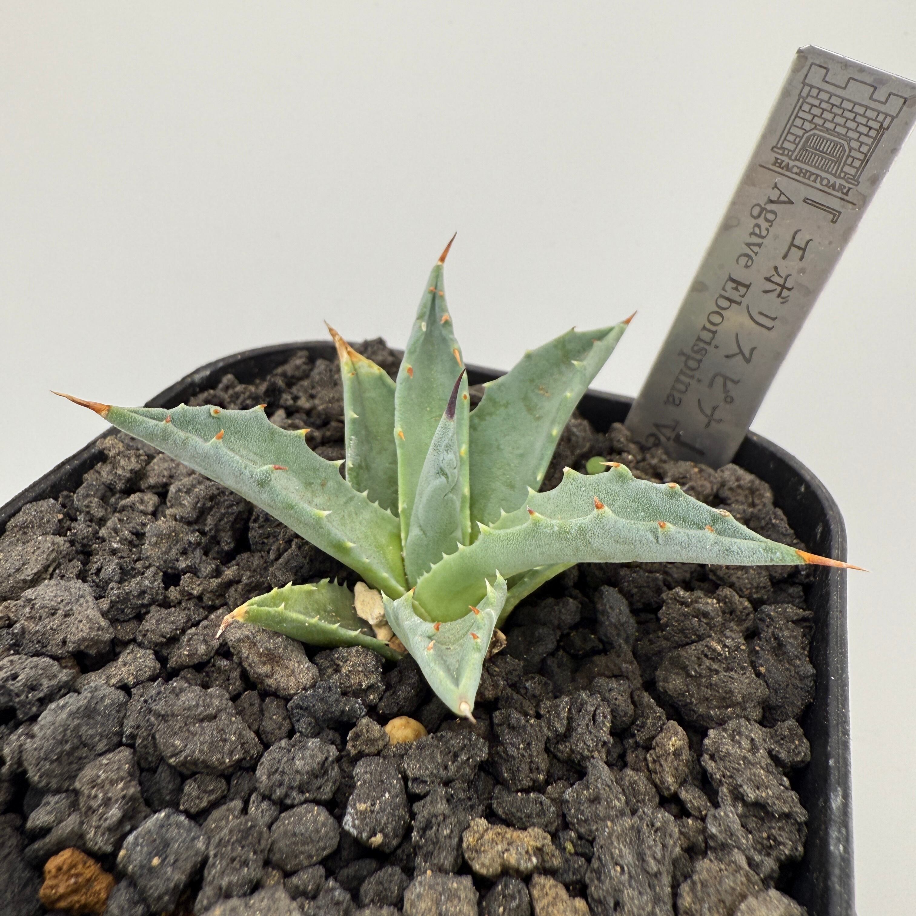 No.6 エボリスピナ Agave utahensis var. eborispina 'Vegas'