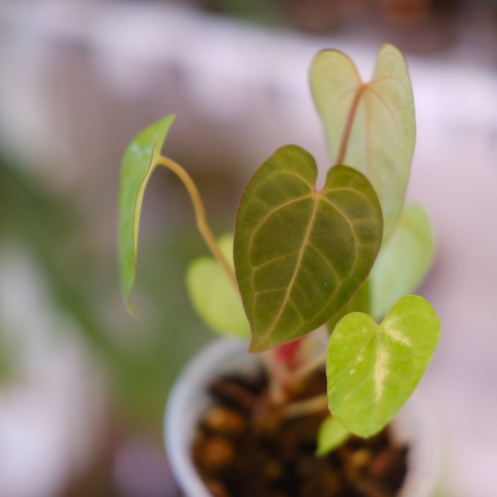 Anthurium Ace of Spades｜アンスリウム エース オブ スペード⑨│観葉