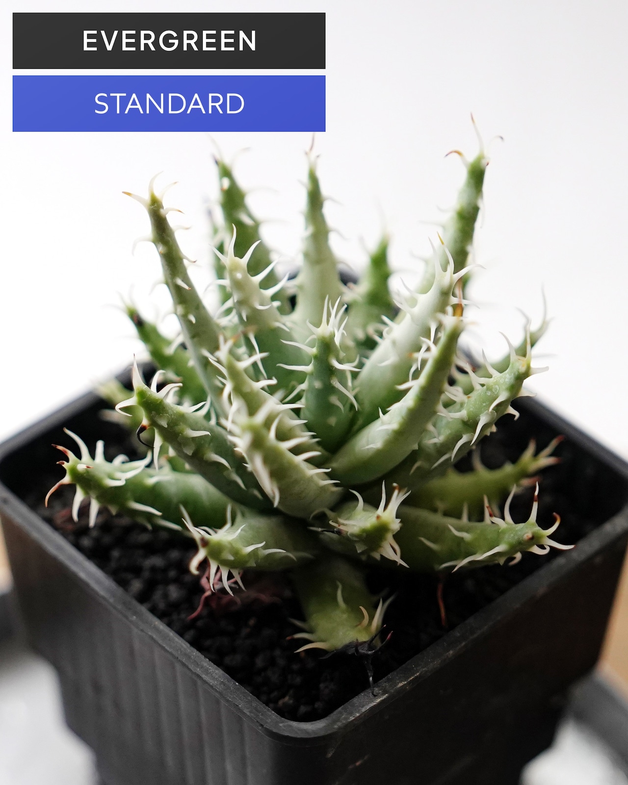 抜き苗 エリナケア Aloe erinacea