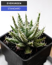 抜き苗 エリナケア Aloe erinacea