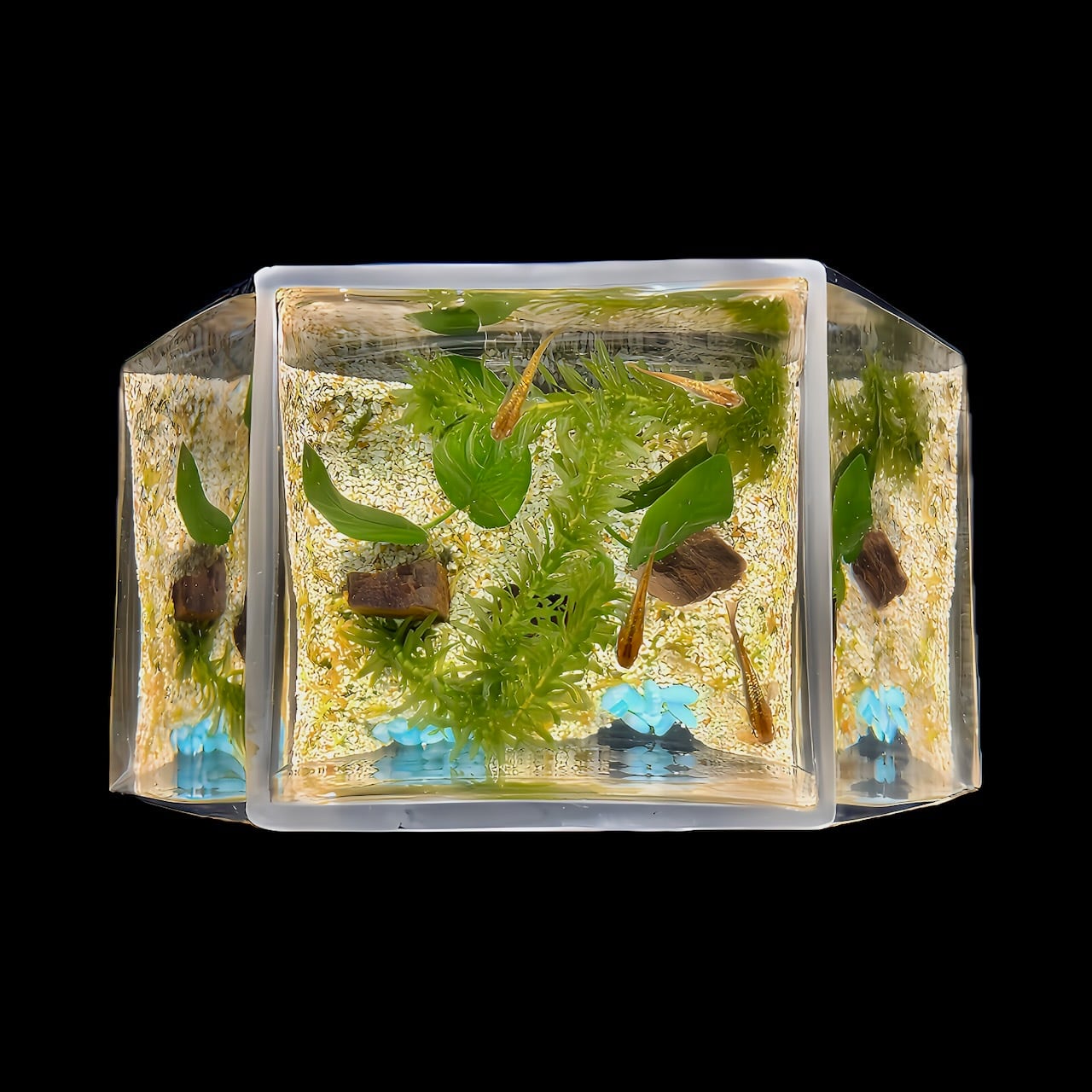 一点物】水草「和」 Harmony OF Aquatic Plants（Raffinato Gold