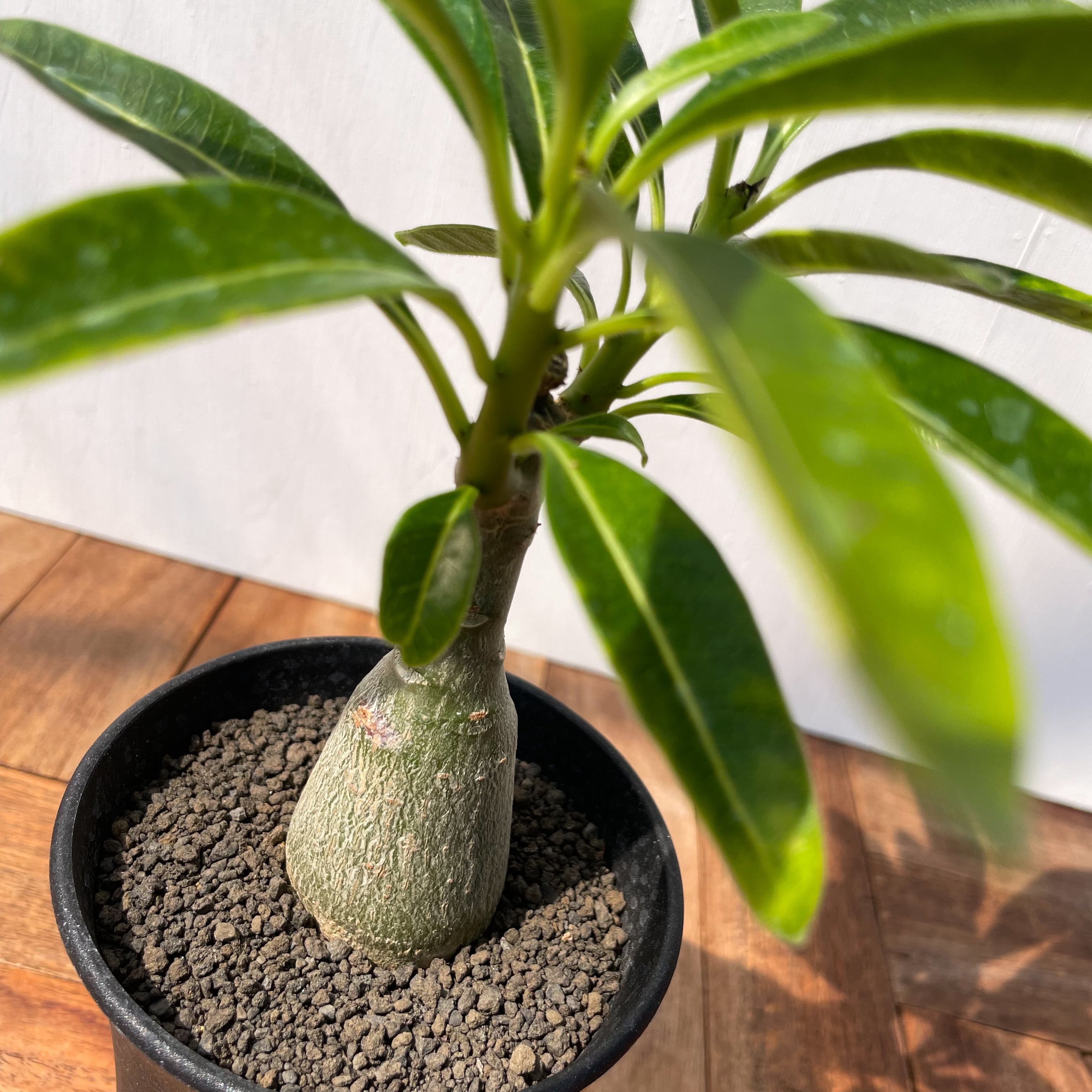 Pachypodium Decaryi【パキポディウム・デカリー・実生】 | RIMO'S