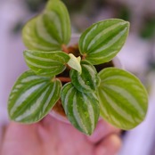 Peperomia argyreia variegated / 極斑入り スイカペペロニア⑦│観葉植物
