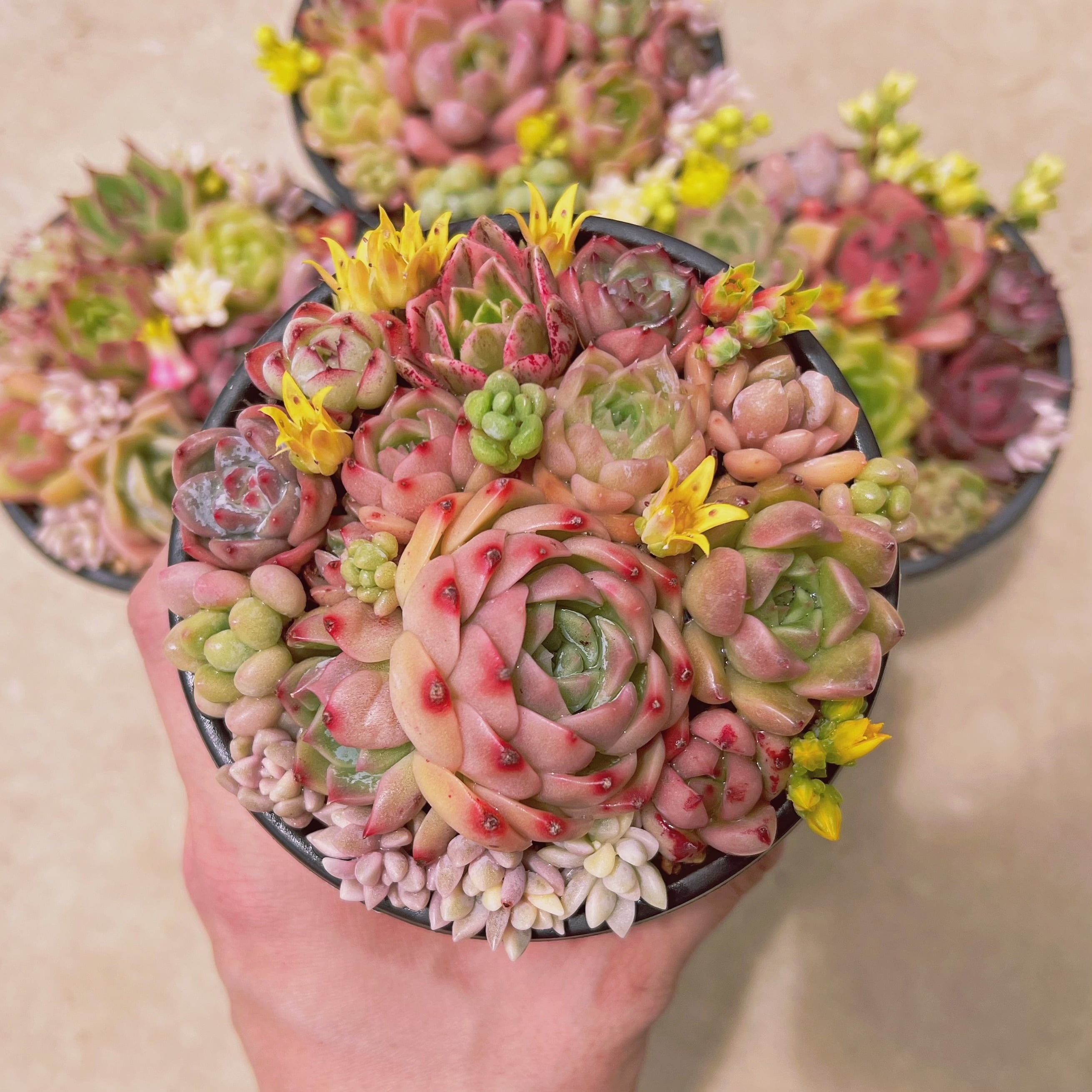 寄せ植えセット3004 | るる農園~多肉植物専門