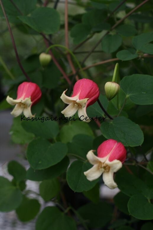 クレマチス ラプンツェル ヴィオルナ系 | mateflowergarden