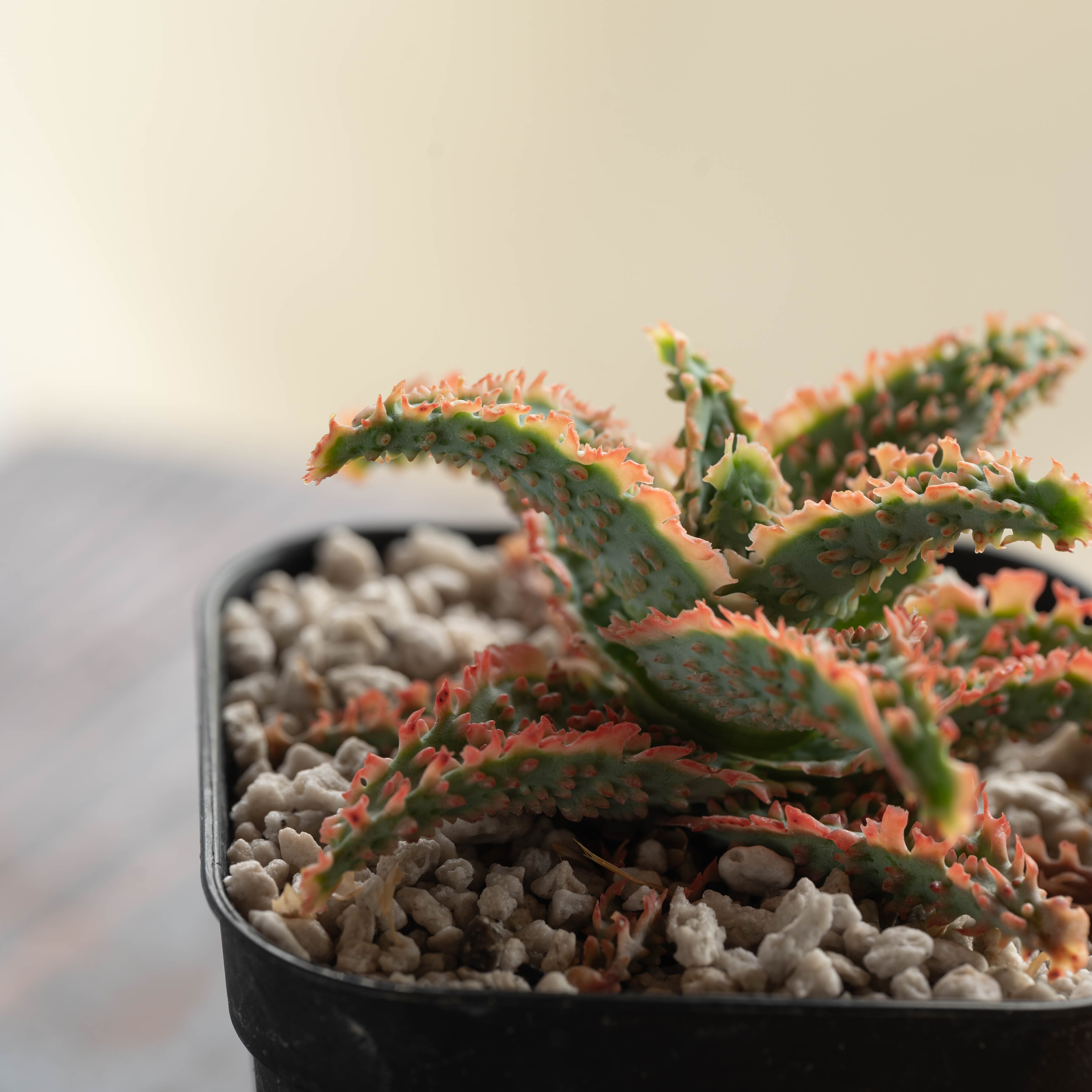 アロエハイブリッド　子株 アロエハイブリッド子株