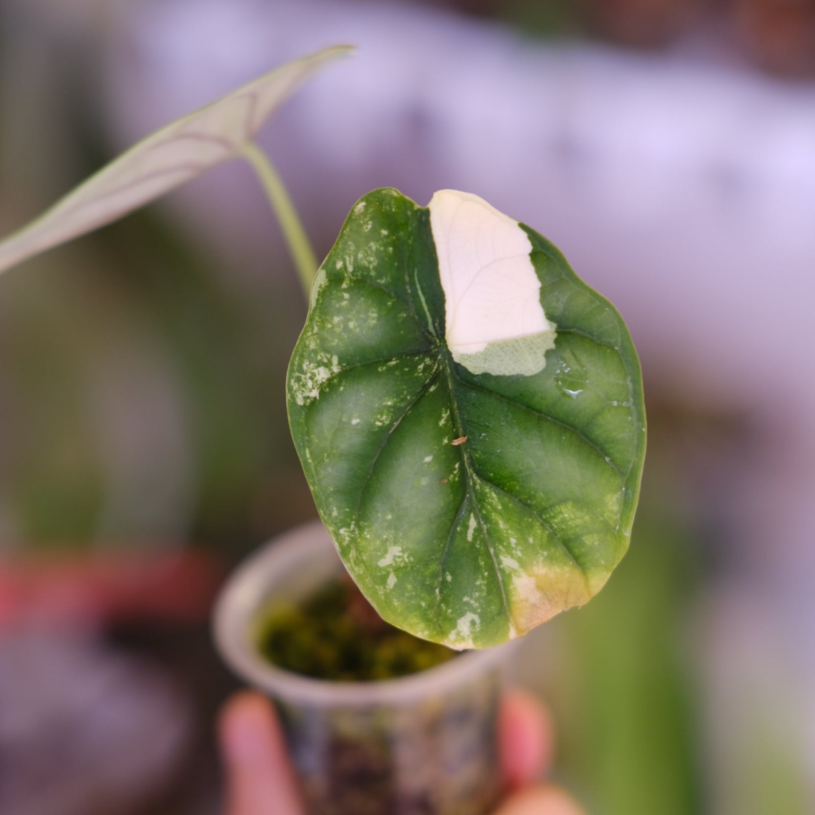 Alocasia dragon scale varigated⑦│アロカシア ドラゴンスケール 斑