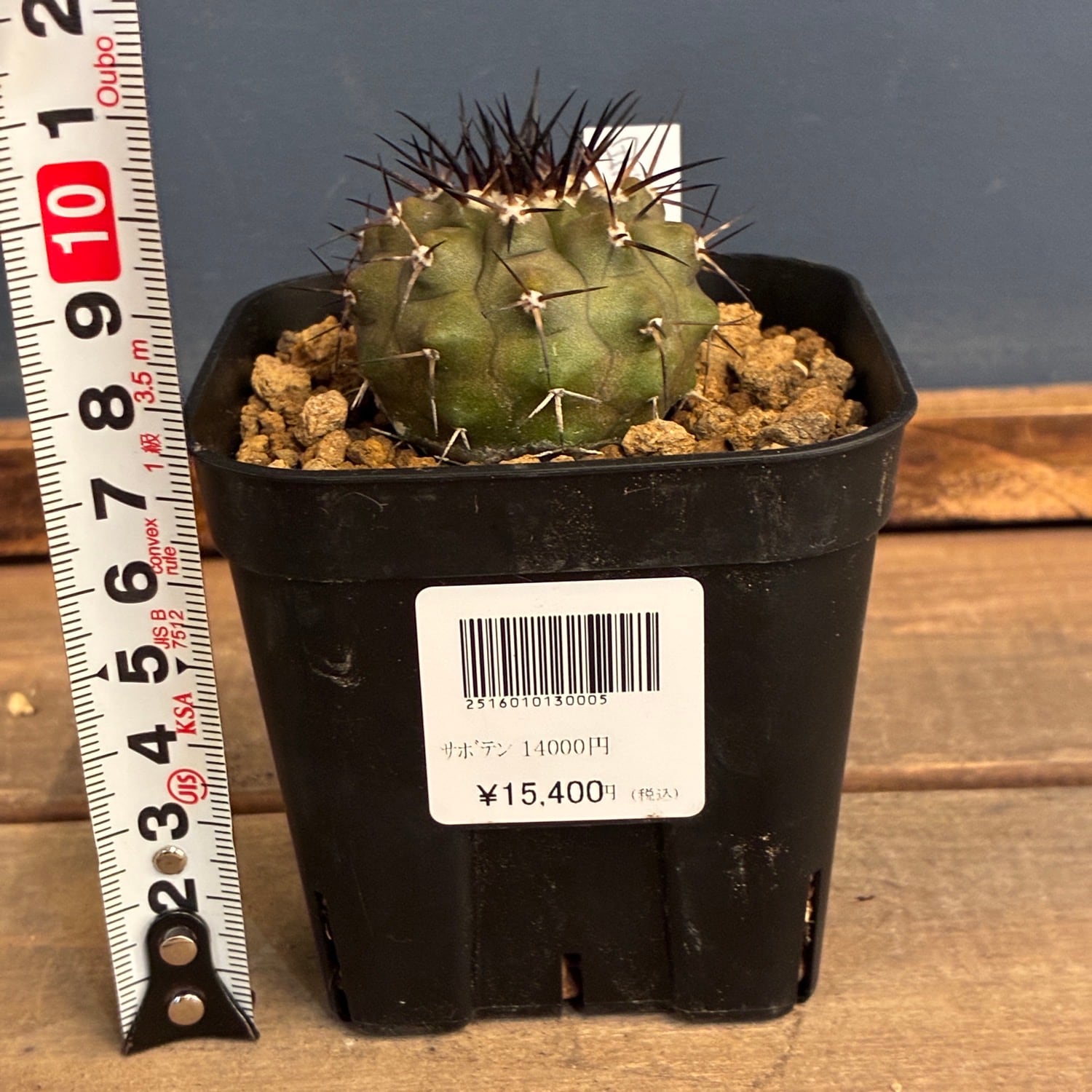 サボテン　黒王丸　実生 Copiapoa cinerea【黒王丸・実生】 | RIMO'S GREEN 【Saboten