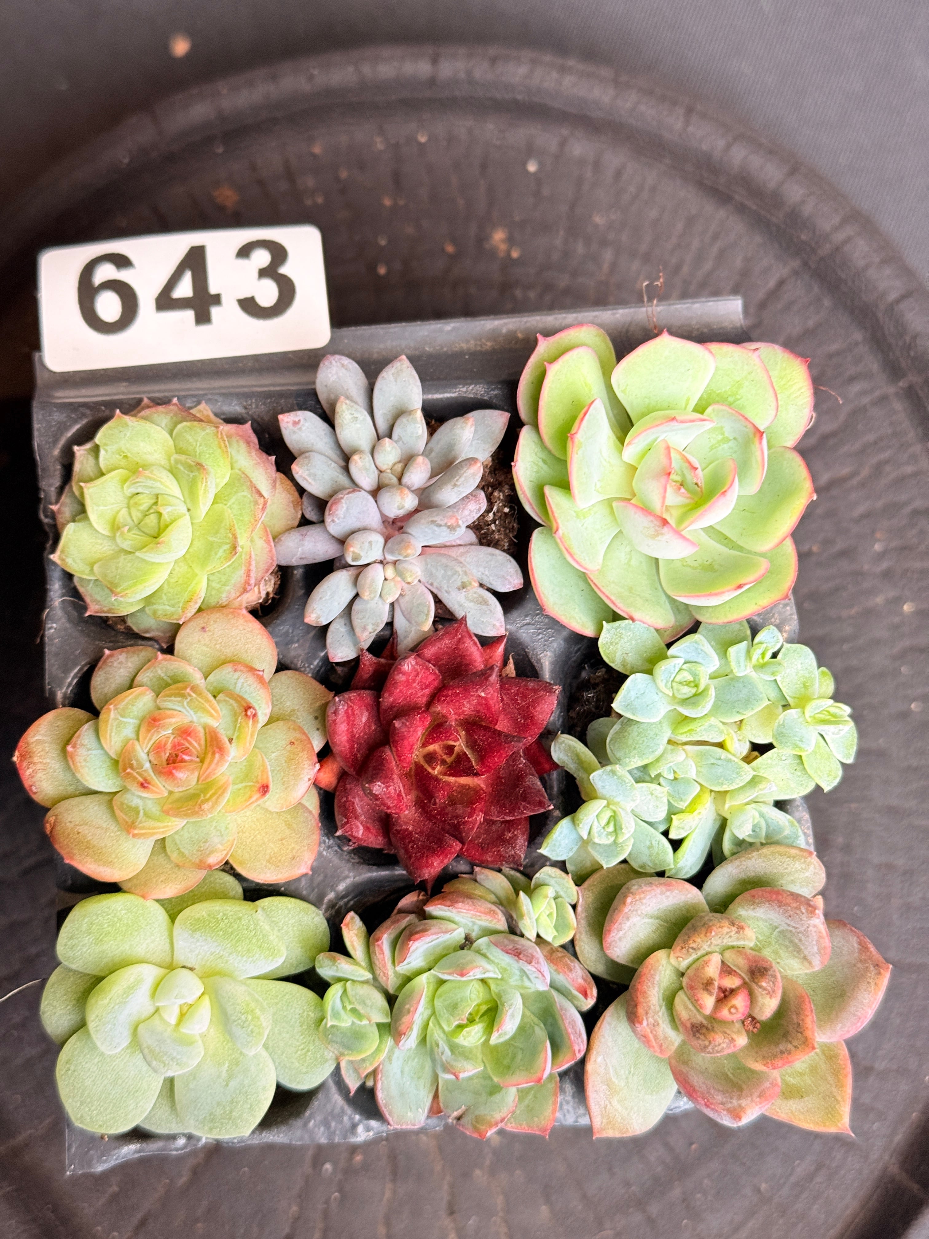 凛花ガーデン