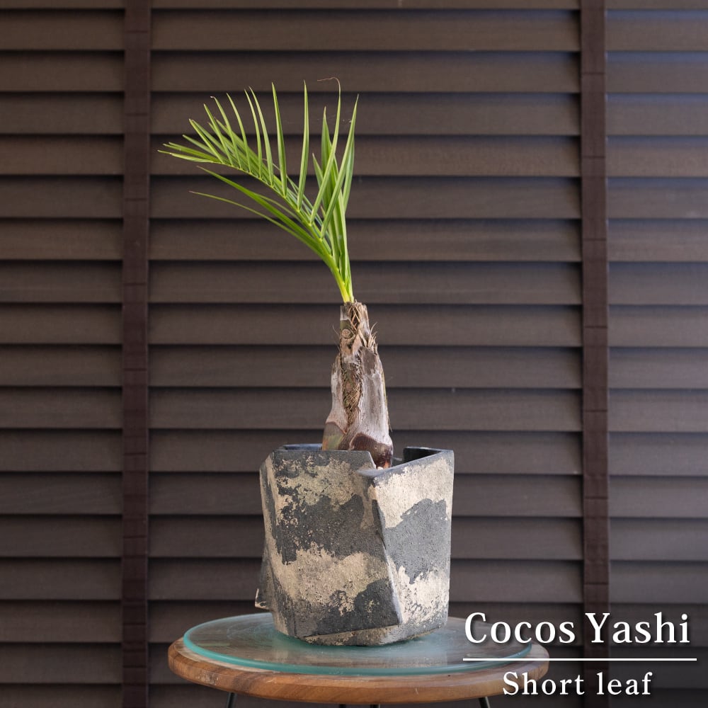 ココスヤシ ショートリーフ 6号 セメント鉢 観葉植物 庭木 ドライガーデン 0719GY