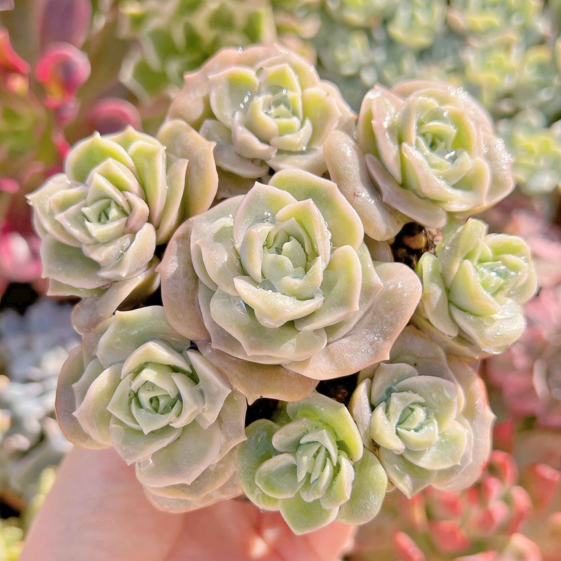 現品　ラブリーローズ#215   古株　るる農園