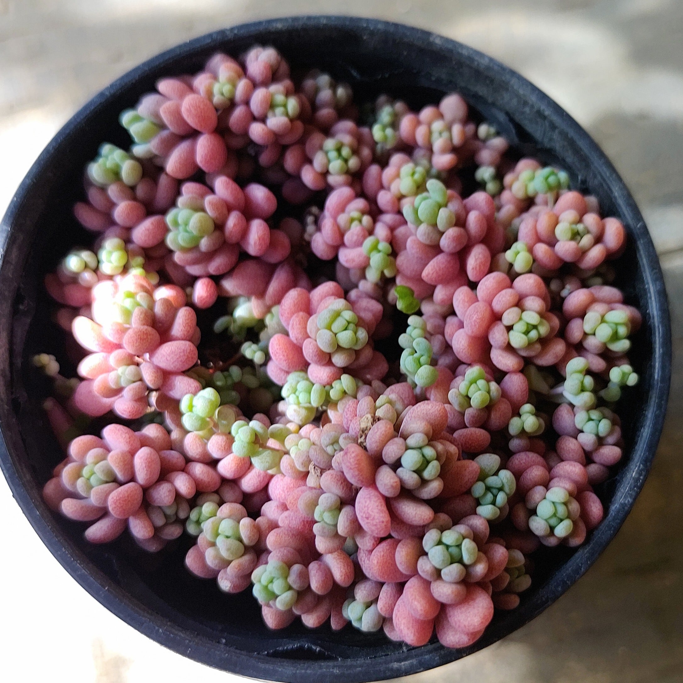 aaf116bd942852acfe146ea4f433b8