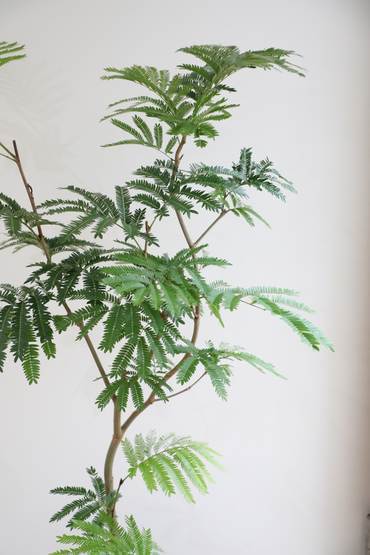 【L/130cm】エバーフレッシュ /Pithecellobium confertum ever fresh
