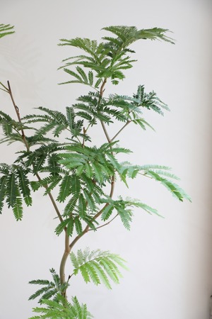 【L/130cm】エバーフレッシュ /Pithecellobium confertum ever fresh