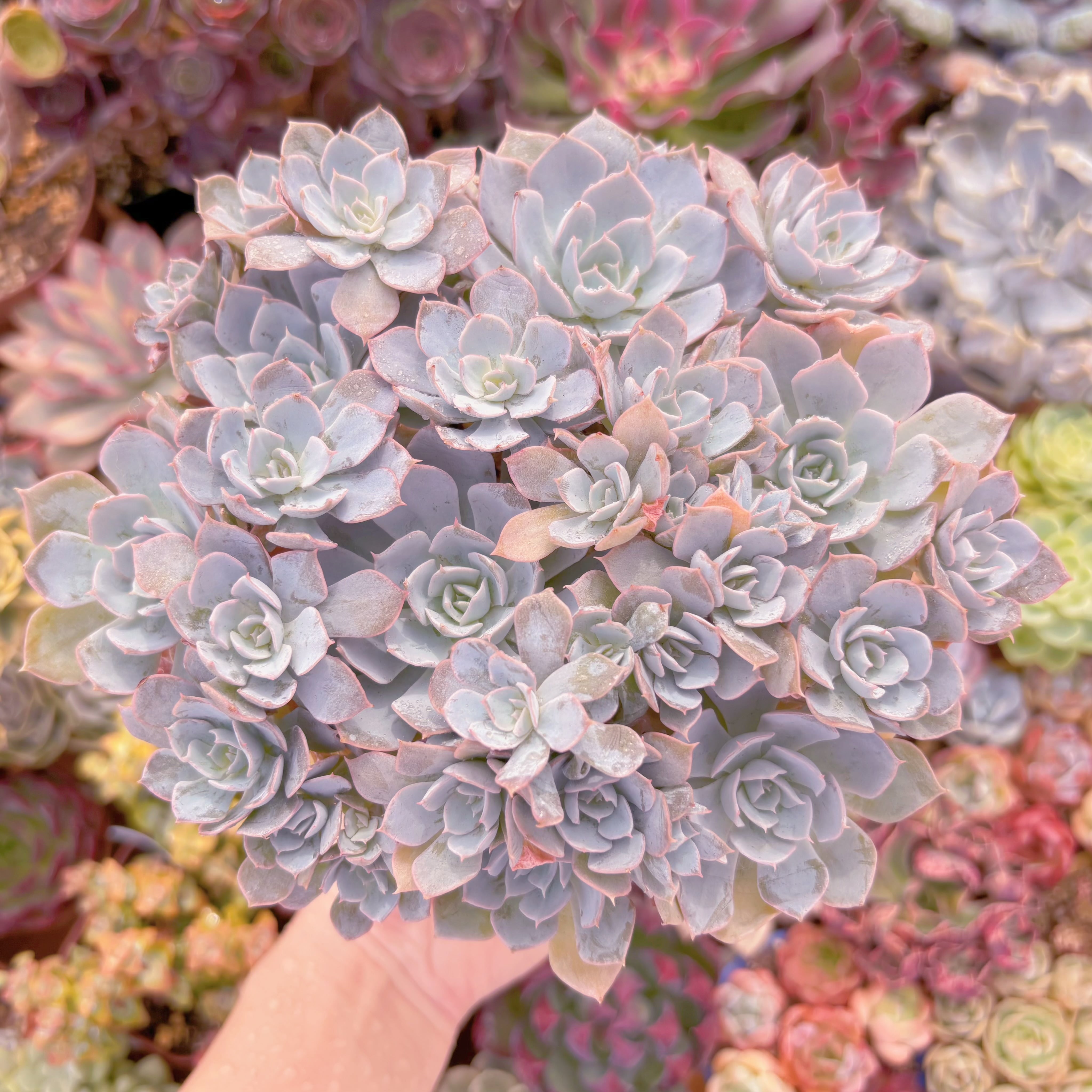 現品　デスメチアナ#262　大群生　るる農園