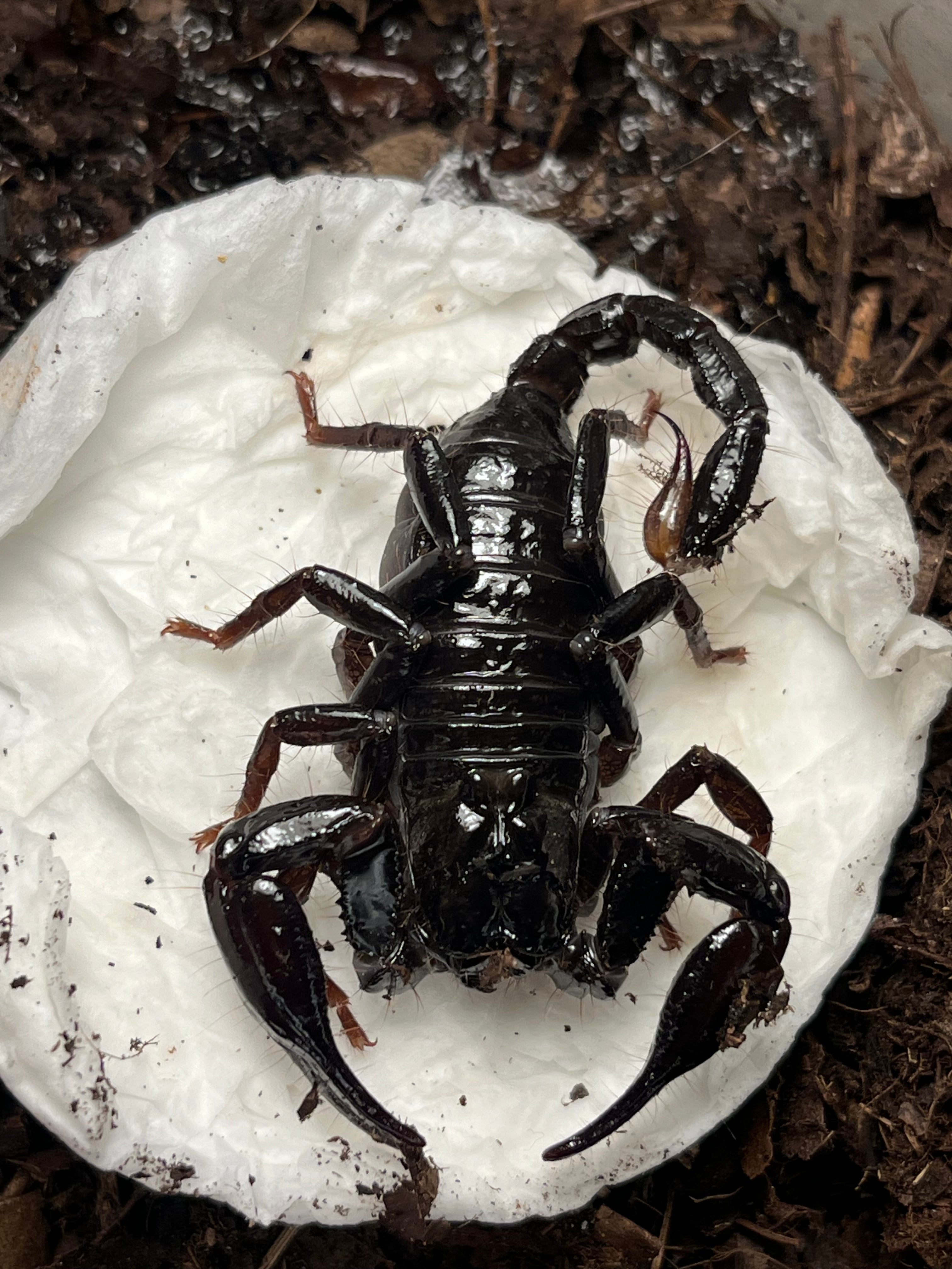 サソリ | オモニキチュウ