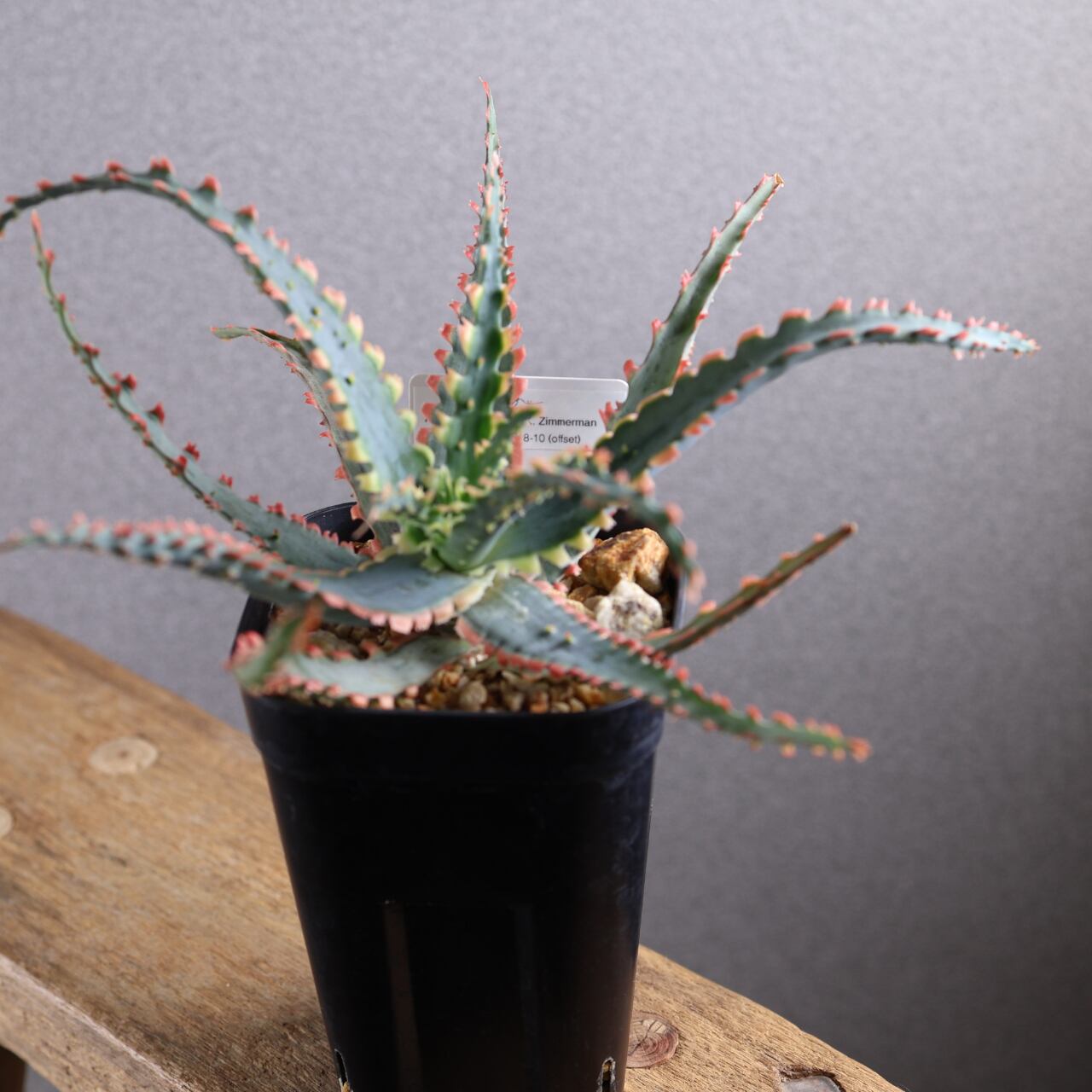 614『アロエ Aloe Sawbones' K zimmerman』観葉植物【送料無料