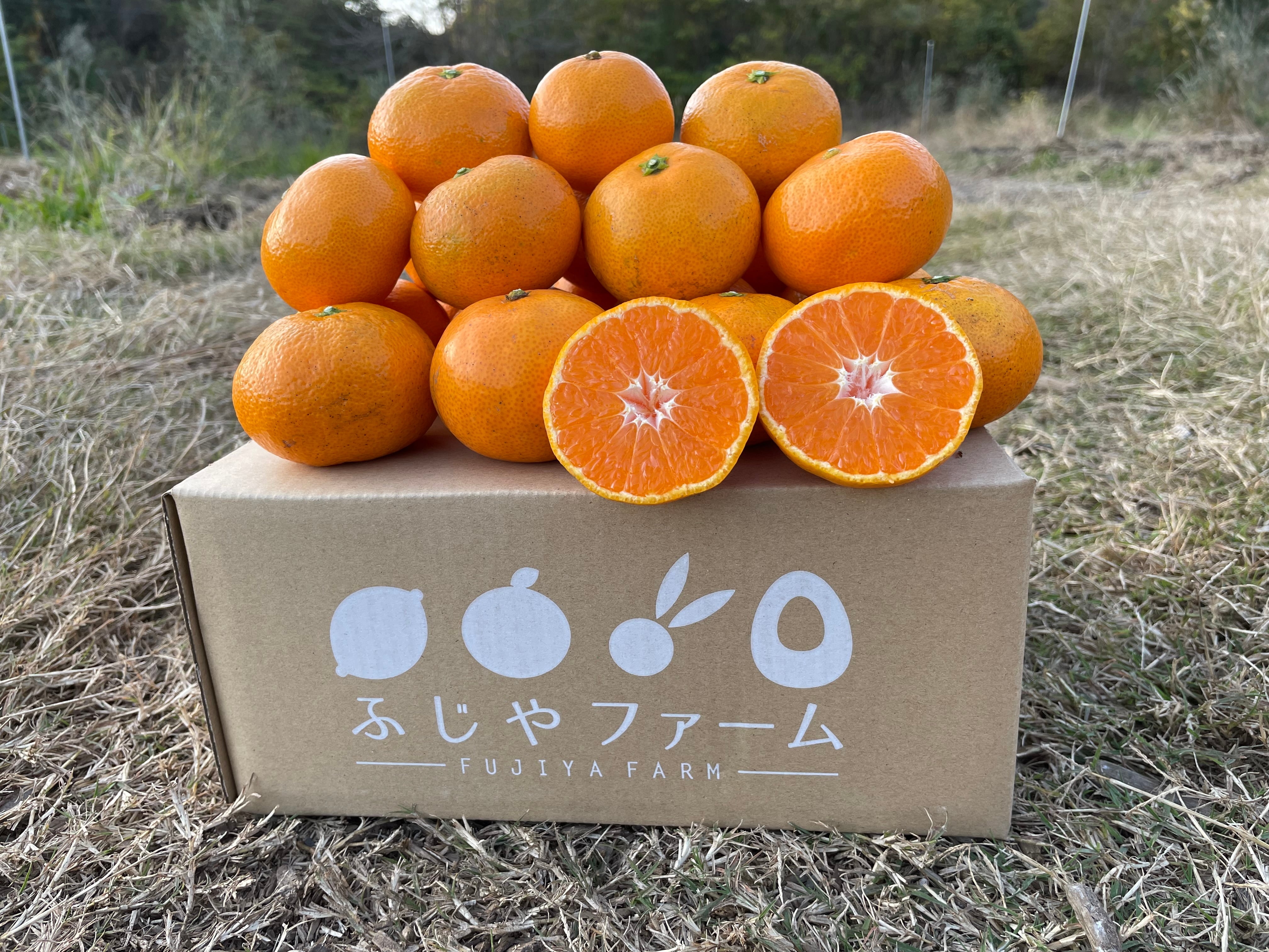 大崎上島産「中生みかん」2kg【毎年人気の主役のみかん！】 | ふじや