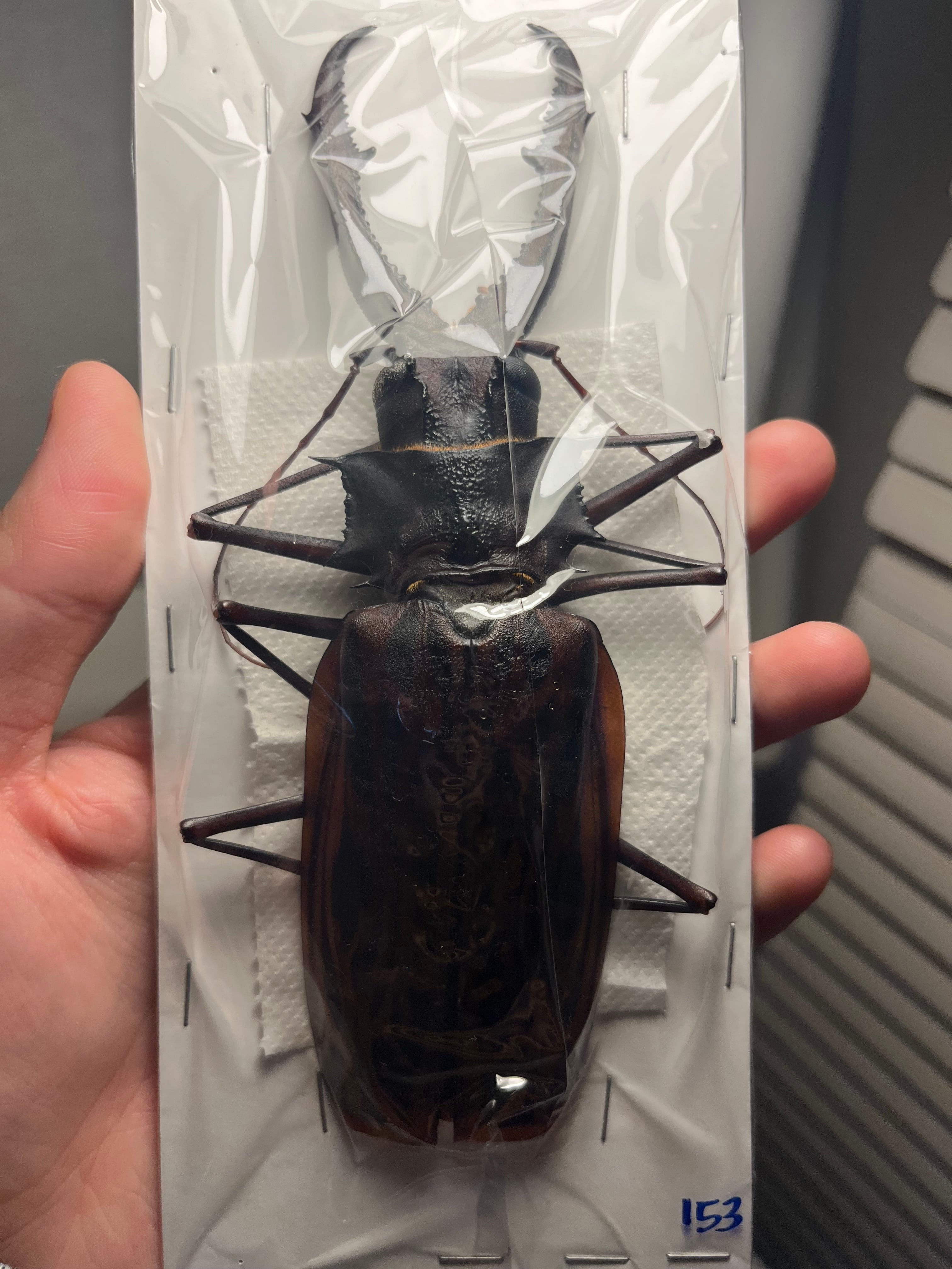 開翅163mm】オオキバウスバカミキリ 標本 Macrodontia cervicornis