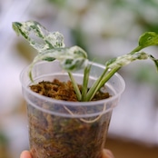 Monstera adansonii Mottled / モンステラ アダンソニー ミント⑪ / 観葉植物<育て方・花言葉>