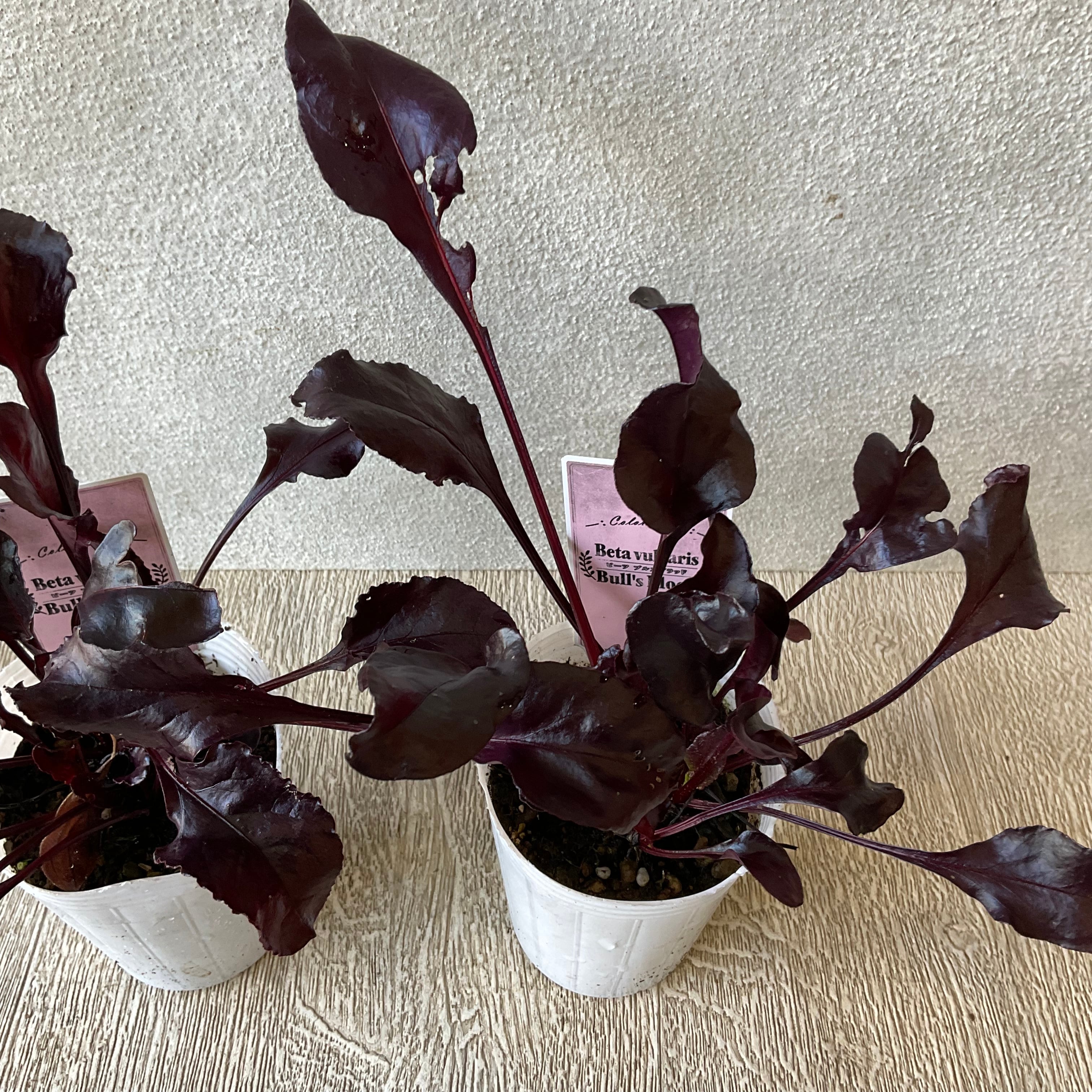 ビーツ ブルズブラッド 橋本種苗園