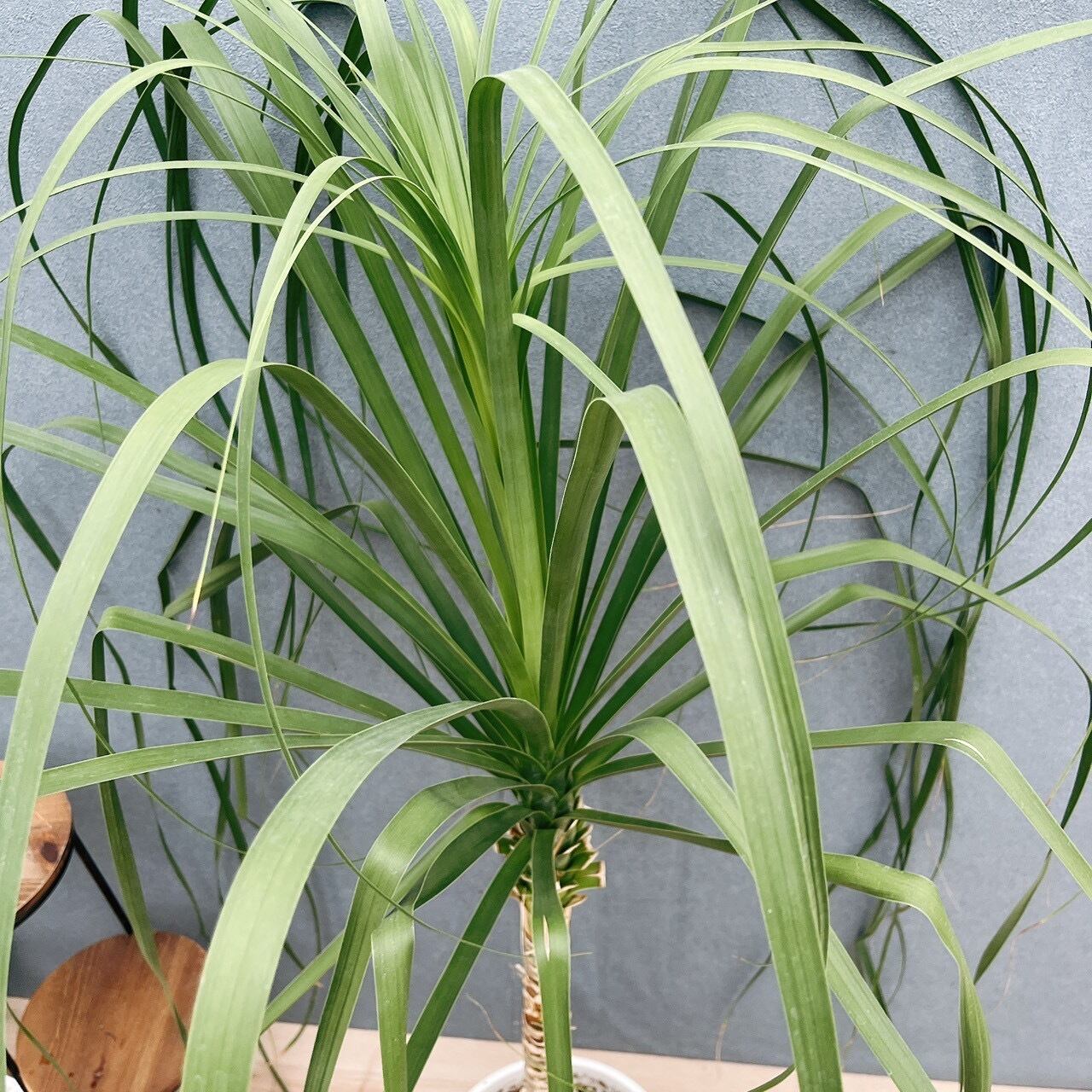 現品］60番 トックリラン 8号 ポニーテール ノリナ 観葉植物 室内 大型
