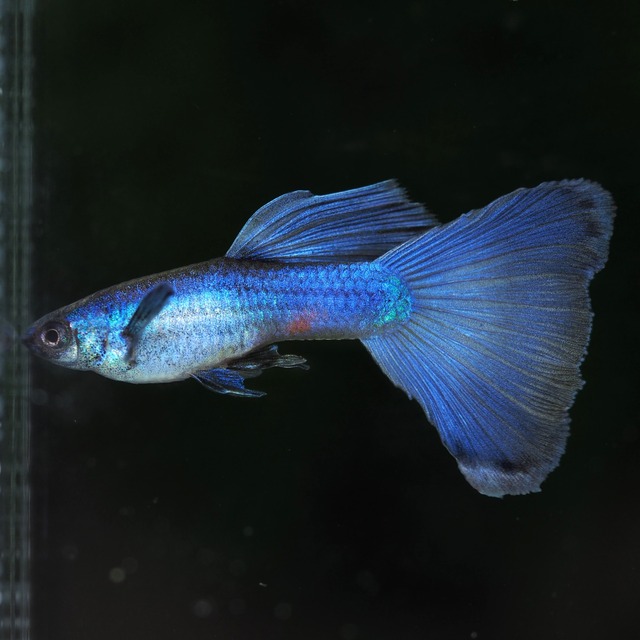 【セール】モスコーパープル(RREA系)　2ペア＋おまけ1ペア