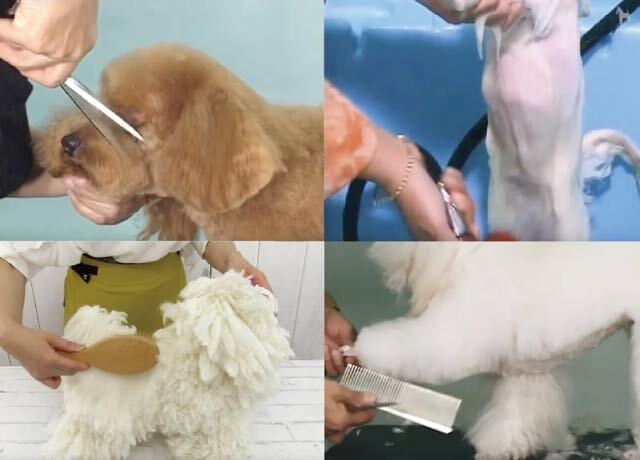 犬のトリミング DVD教材セット K1-K33 プードルトリム入門（テキストと動画教材のセット） | プードル☆自宅