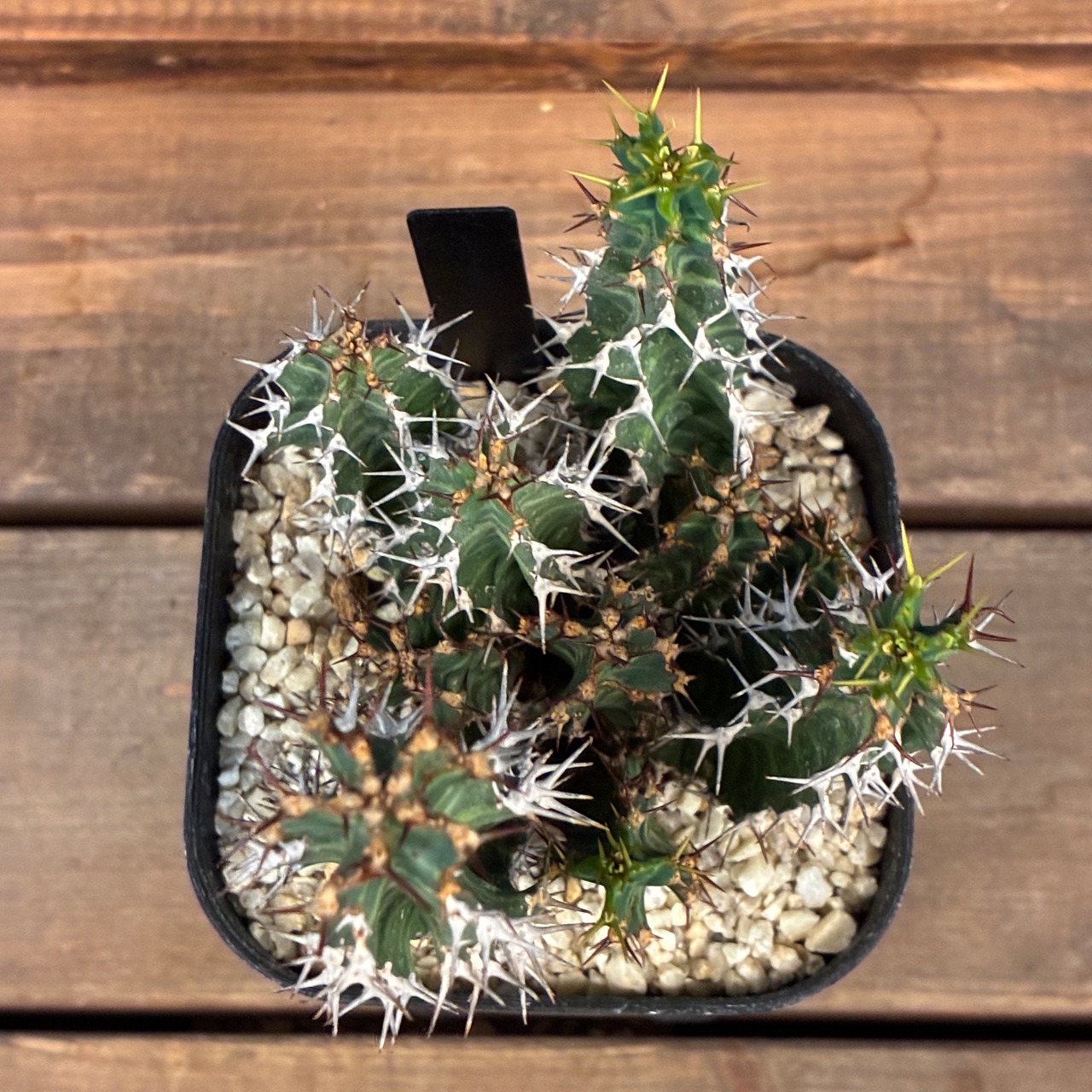 【クリアランスセール対象商品】ユーフォルビア ノベリー【535】【再撮影】【▼】